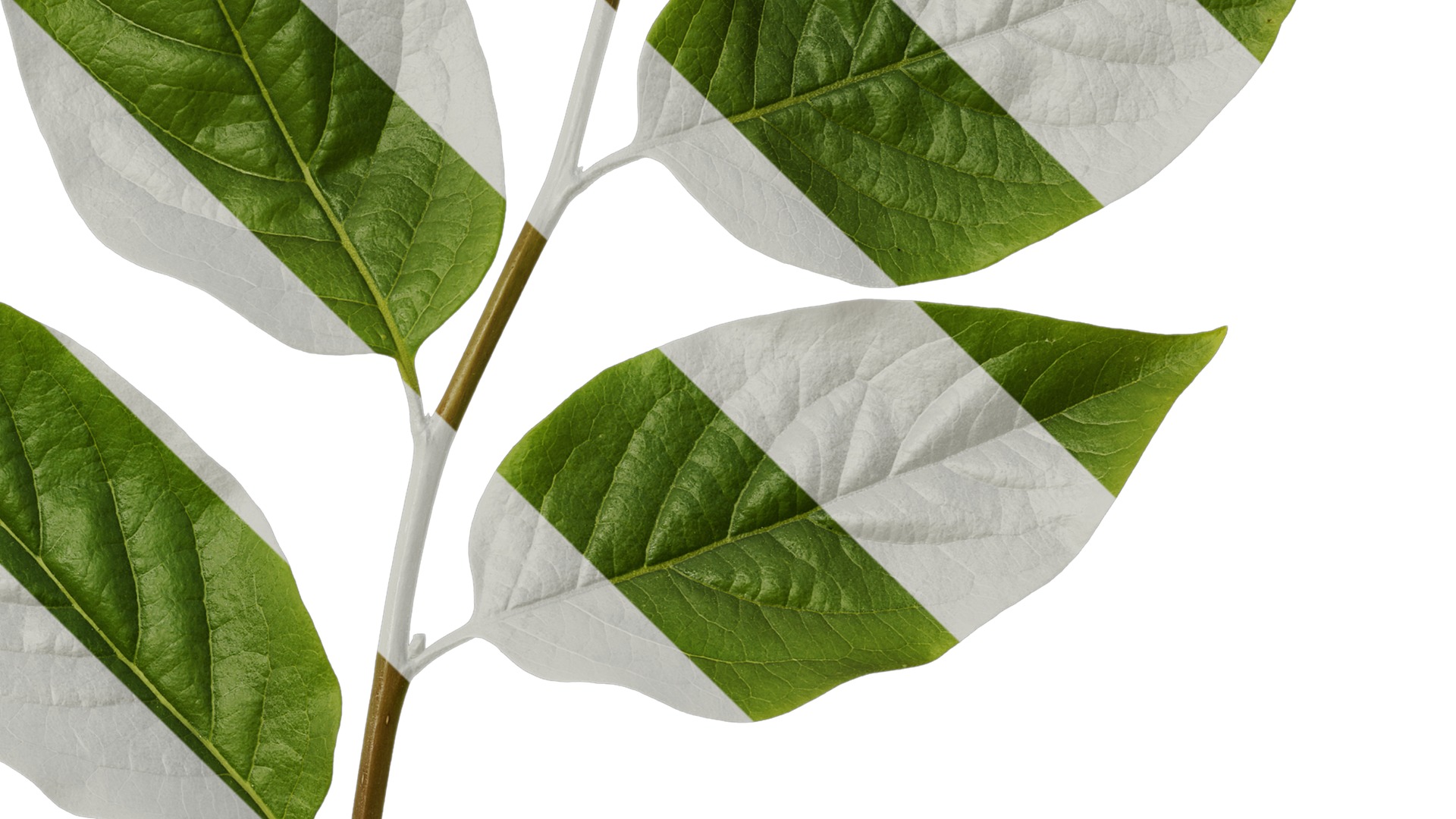 Anydrafts Syzygium samarangense Atlas 02 Texture_4