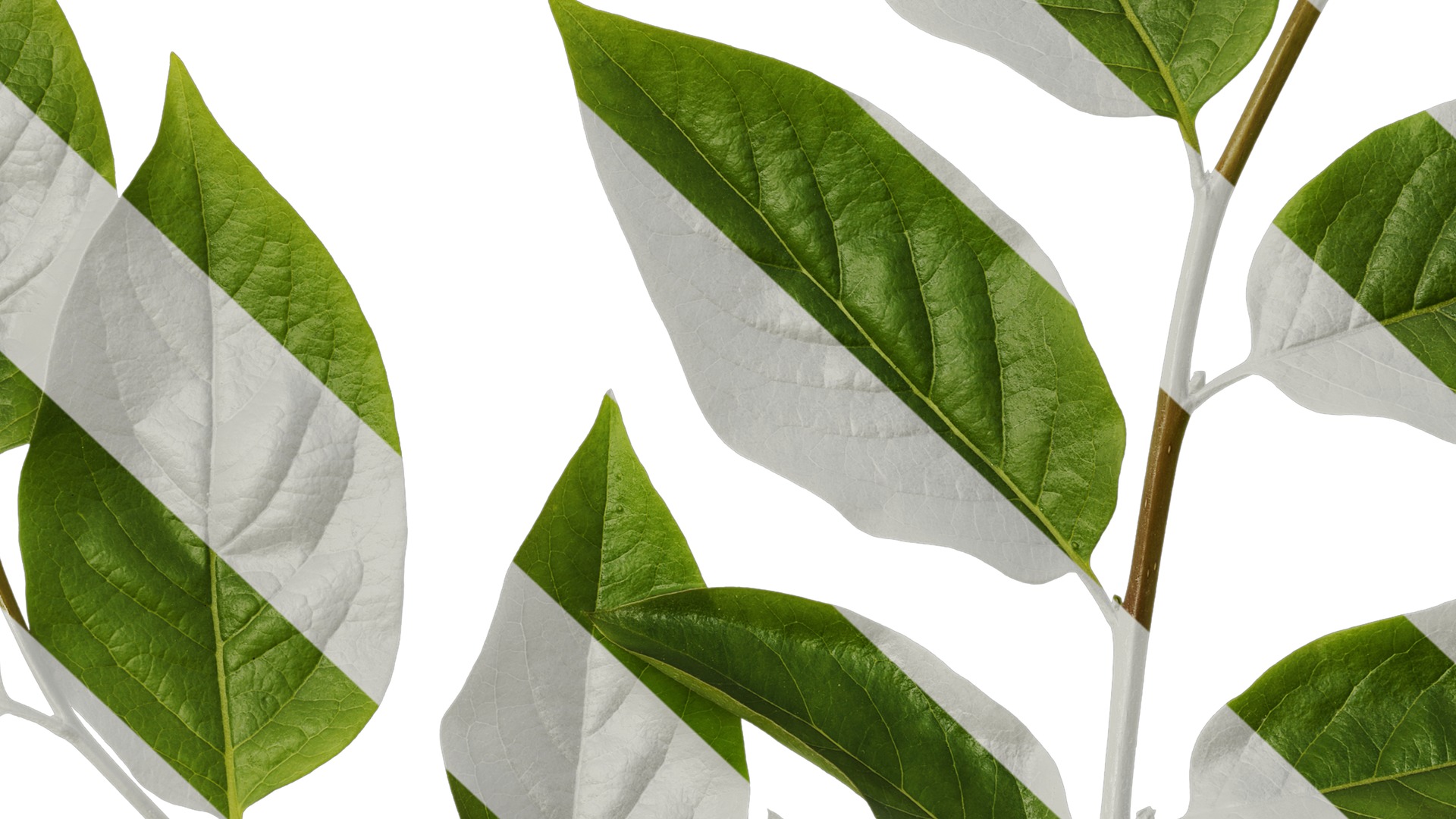 Anydrafts Syzygium samarangense Atlas 02 Texture_7