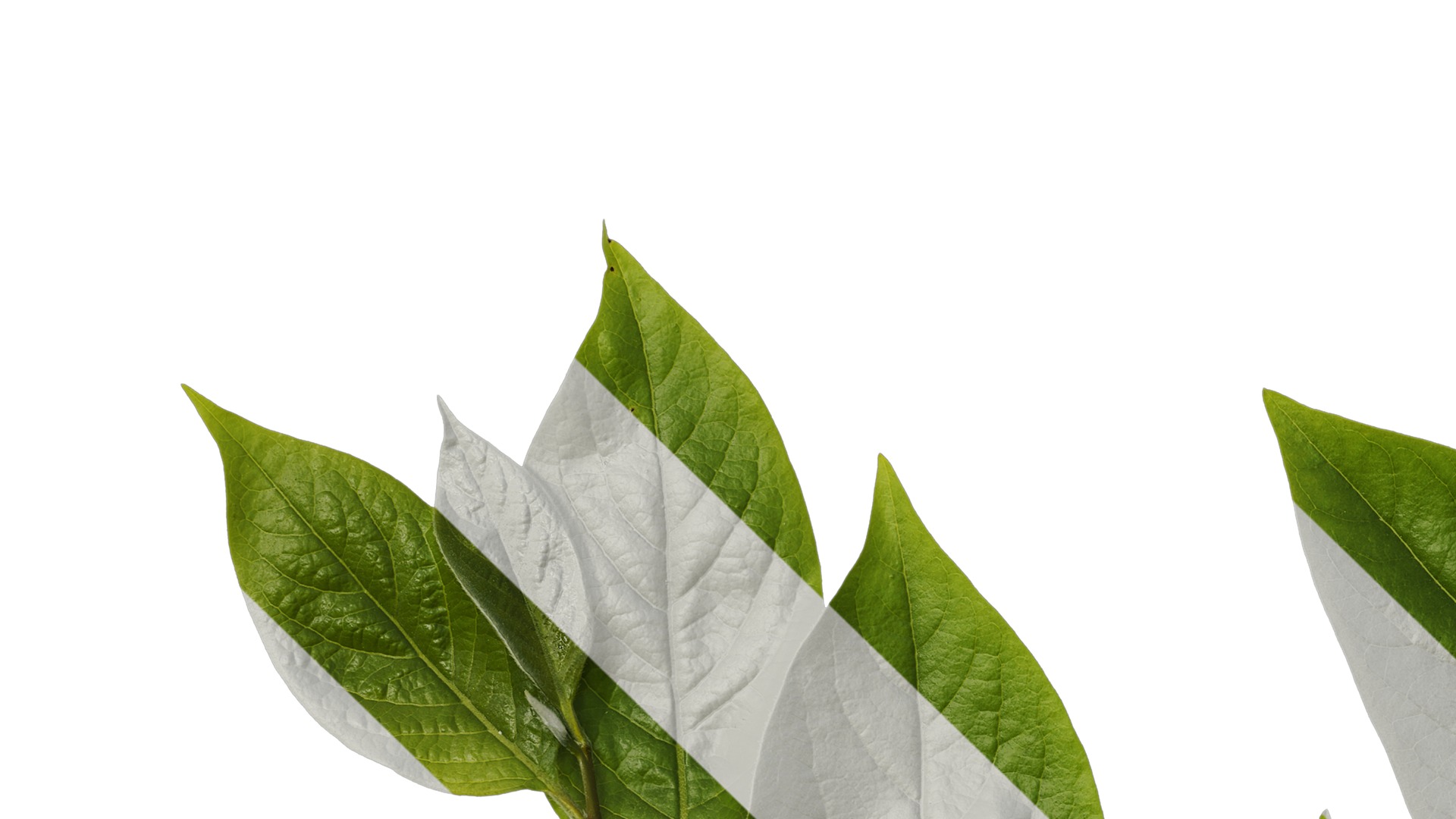 Anydrafts Syzygium samarangense Atlas 02 Texture_3