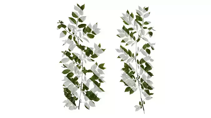 Anydrafts Syzygium samarangense Atlas 04