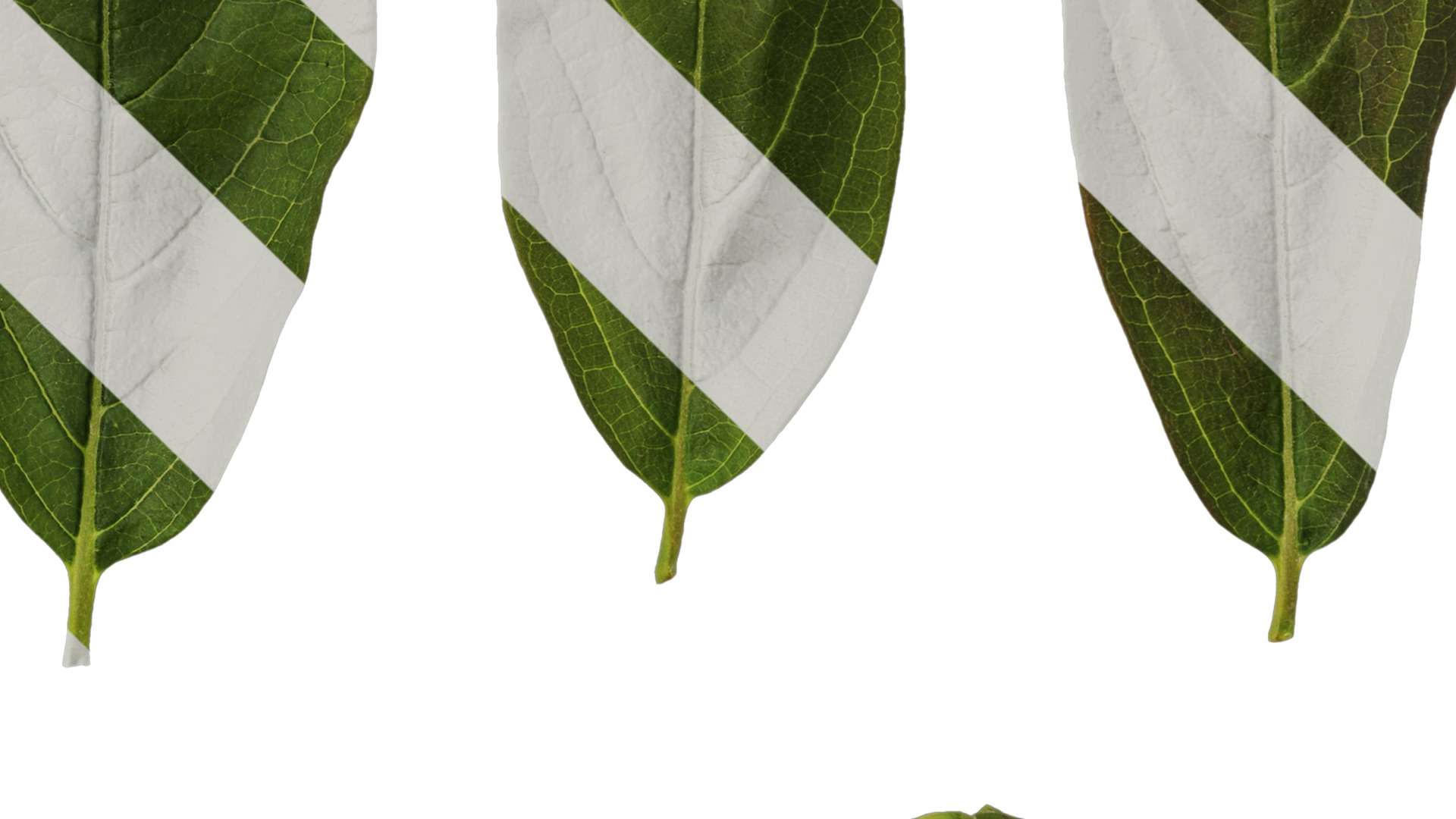 Anydrafts Syzygium samarangense Leaf 04 Texture_4