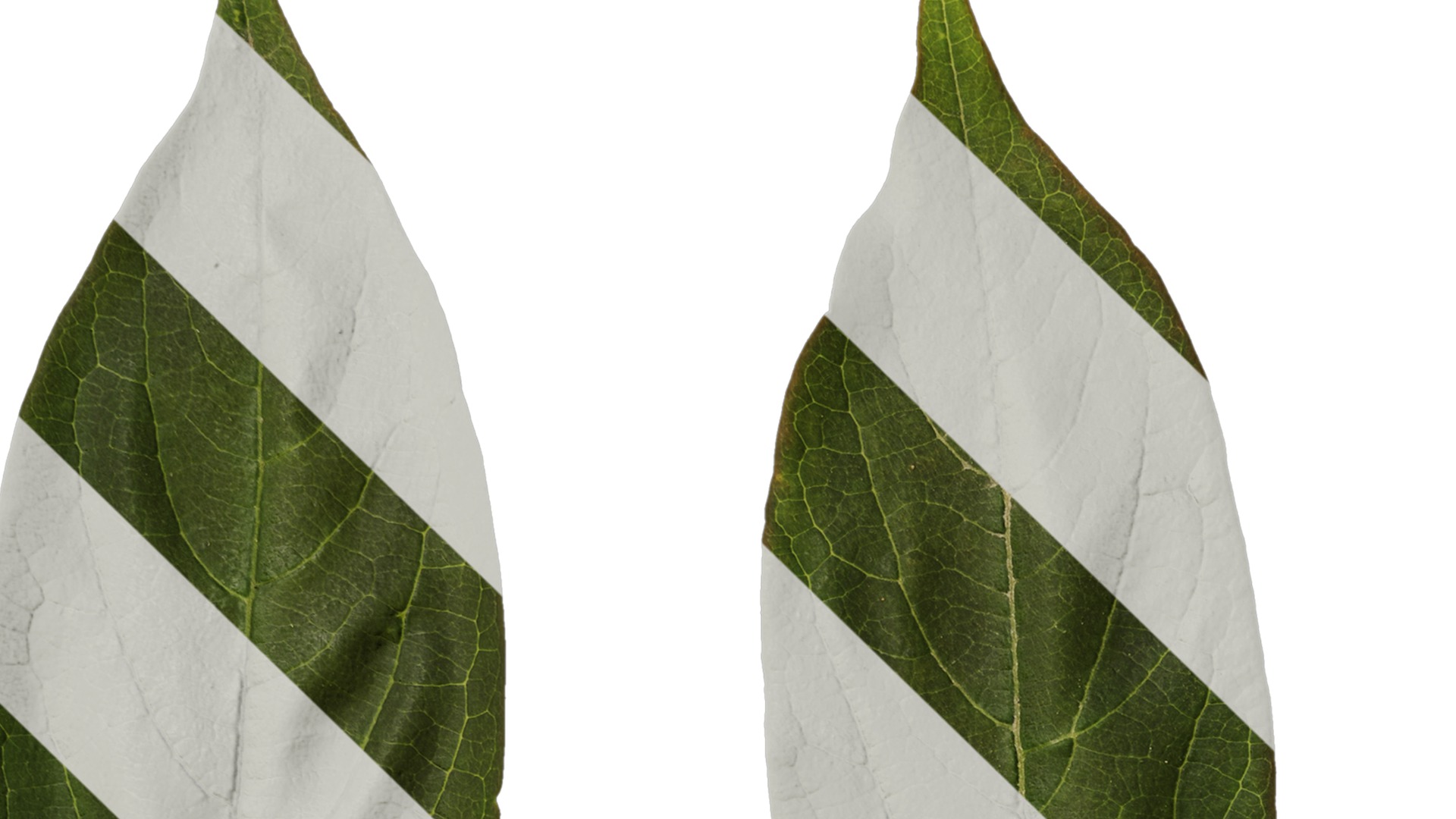 Anydrafts Syzygium samarangense Leaf 04 Texture_1