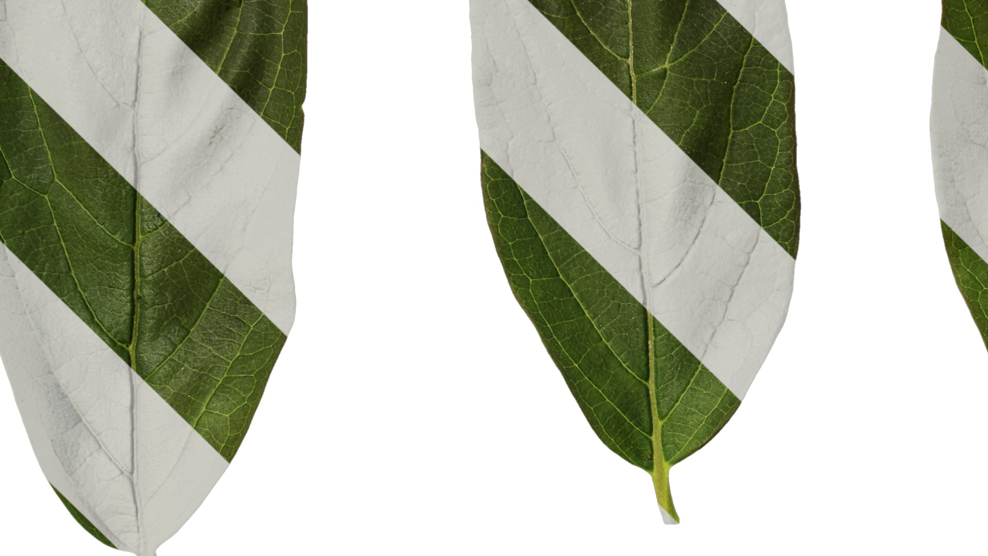 Anydrafts Syzygium samarangense Leaf 04 Texture_3