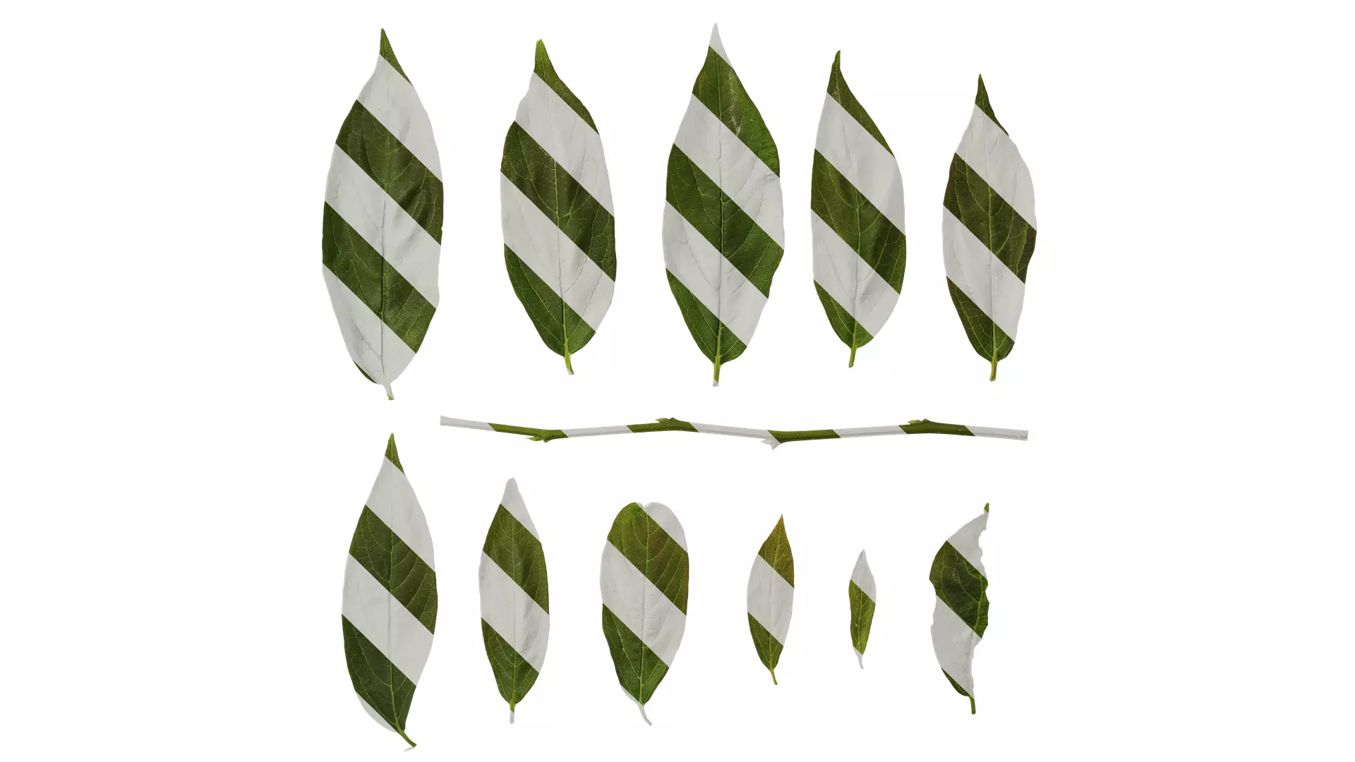 Anydrafts Syzygium samarangense Leaf 04 Texture_0