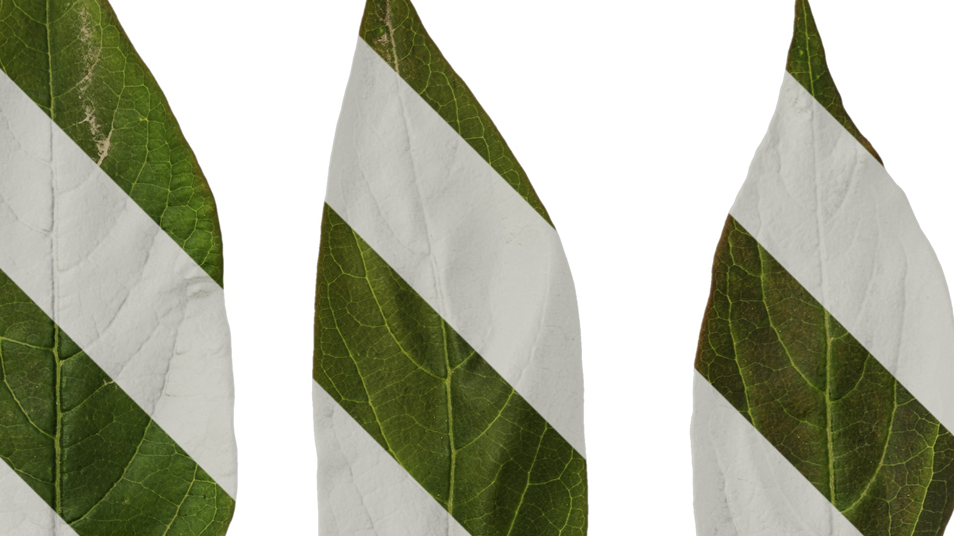 Anydrafts Syzygium samarangense Leaf 04 Texture_2