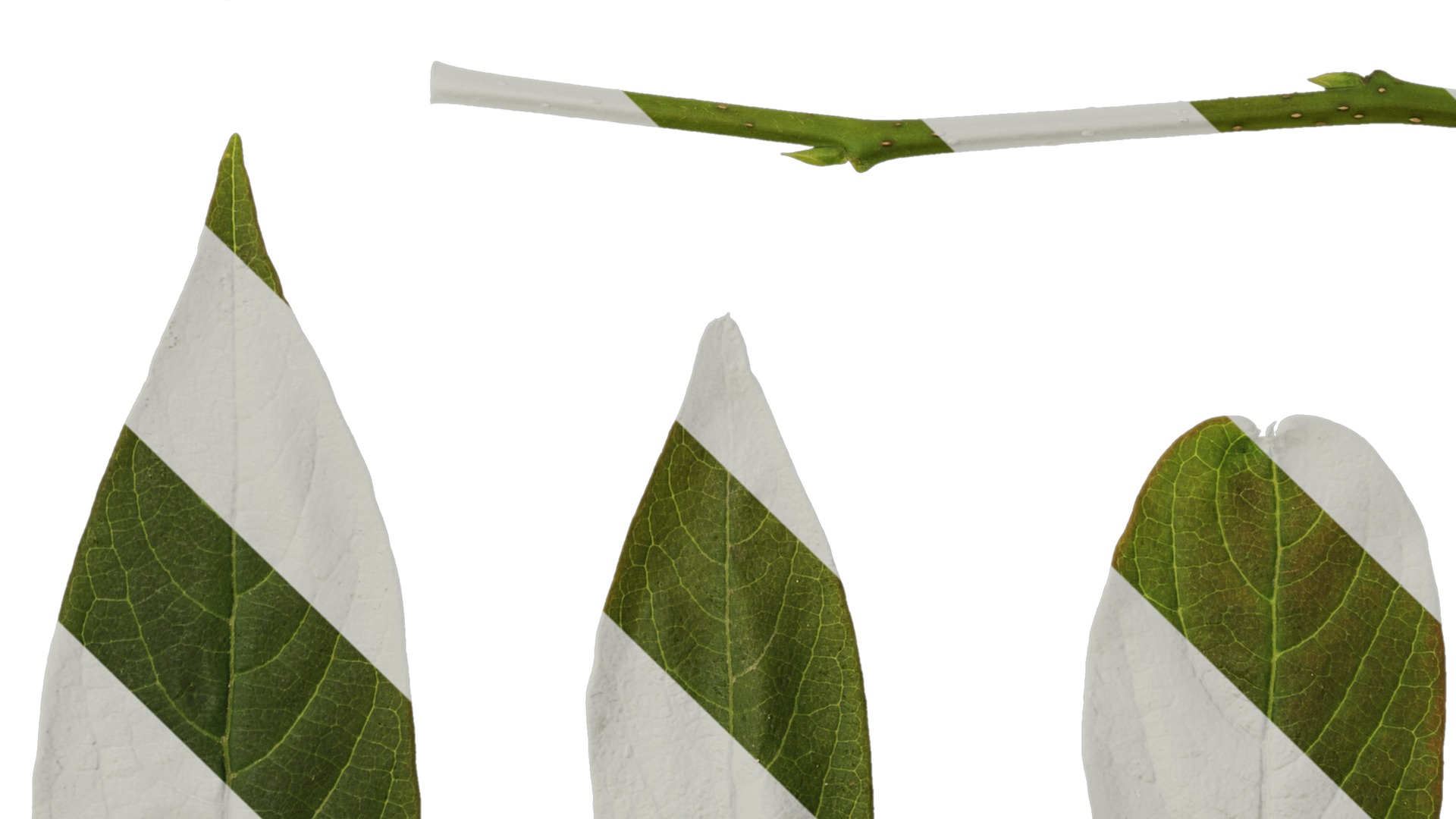 Anydrafts Syzygium samarangense Leaf 04 Texture_5