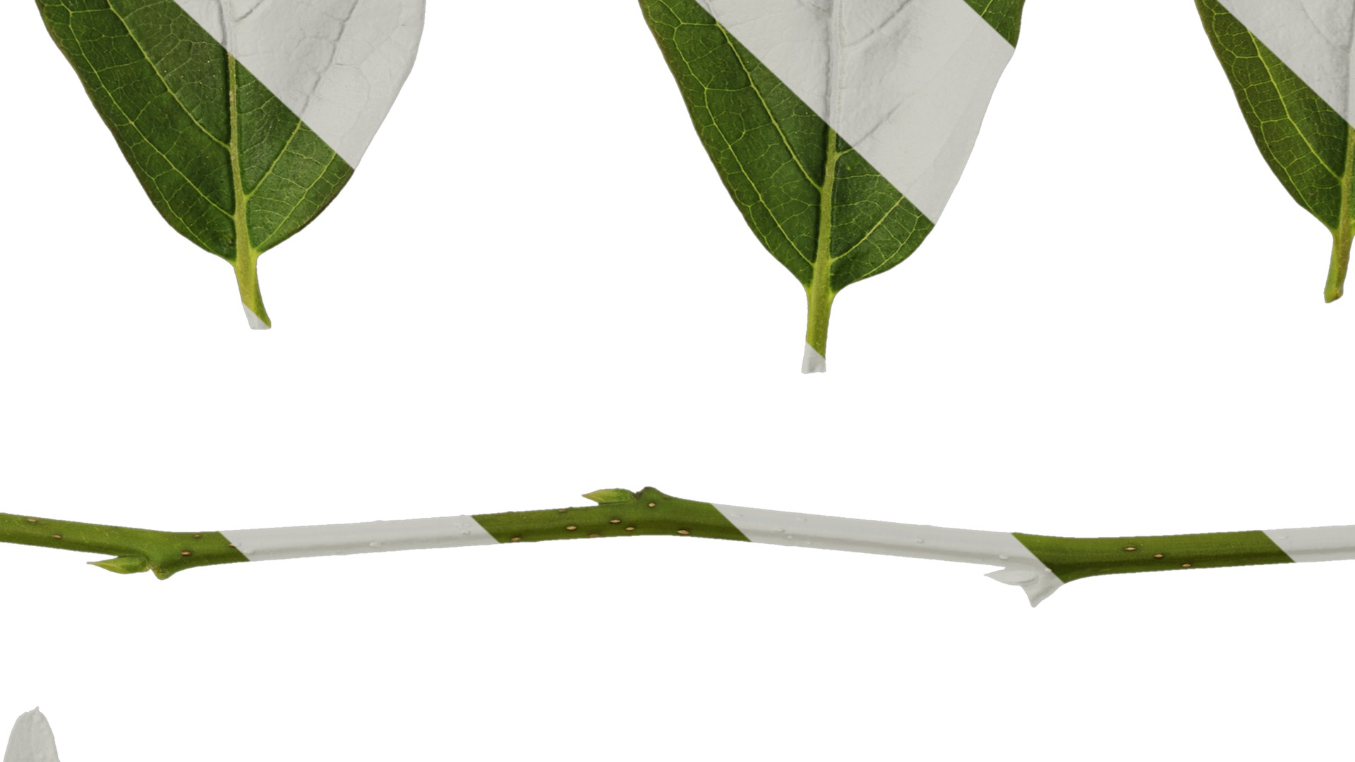 Anydrafts Syzygium samarangense Leaf 04 Texture_7