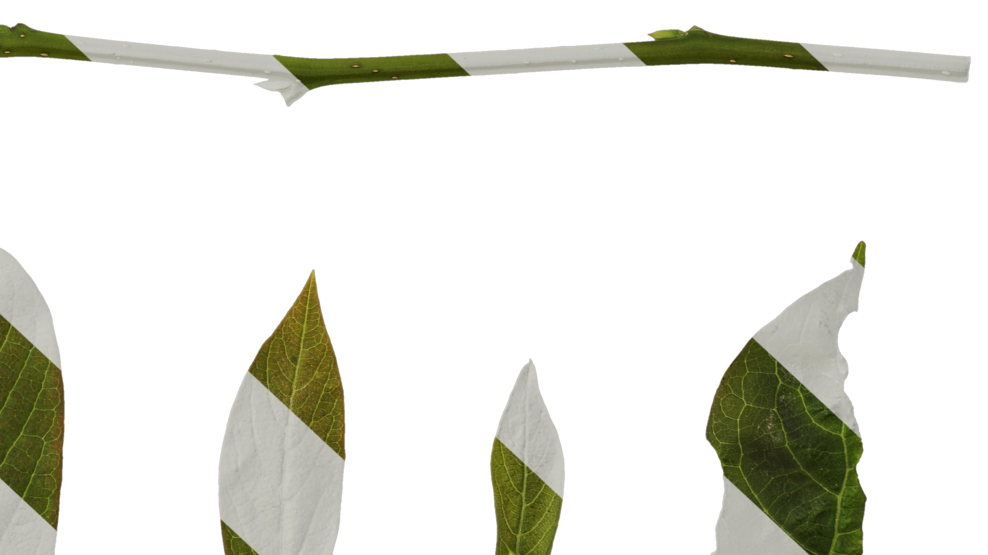 Anydrafts Syzygium samarangense Leaf 04 Texture_6