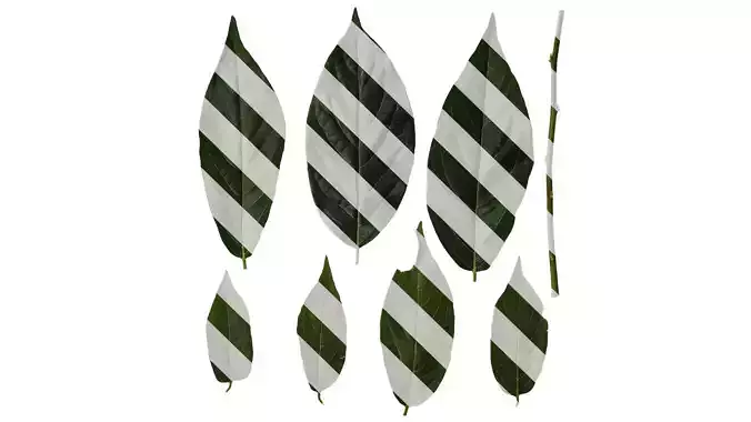 Anydrafts Syzygium samarangense Leaf 05