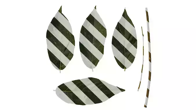 Anydrafts Syzygium samarangense Leaf 06