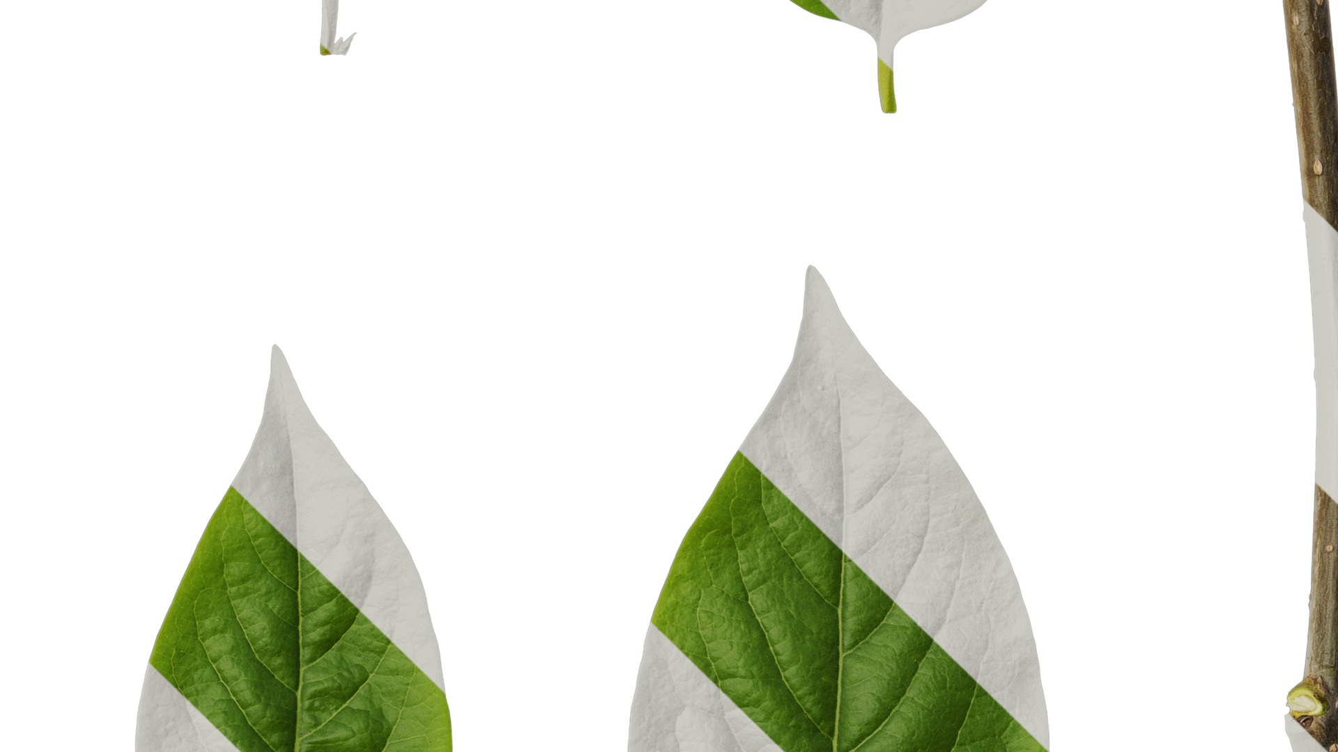 Anydrafts Syzygium samarangense Leaf 07 Texture_4