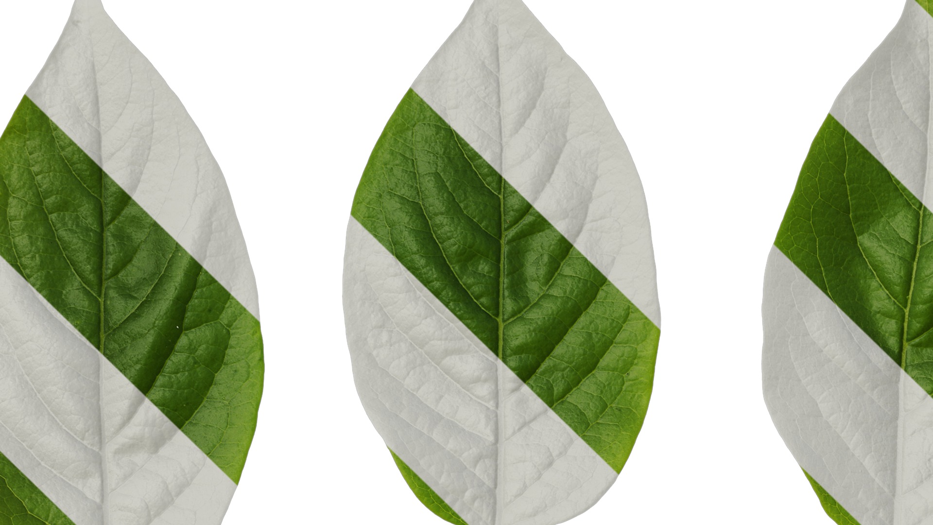 Anydrafts Syzygium samarangense Leaf 07 Texture_1