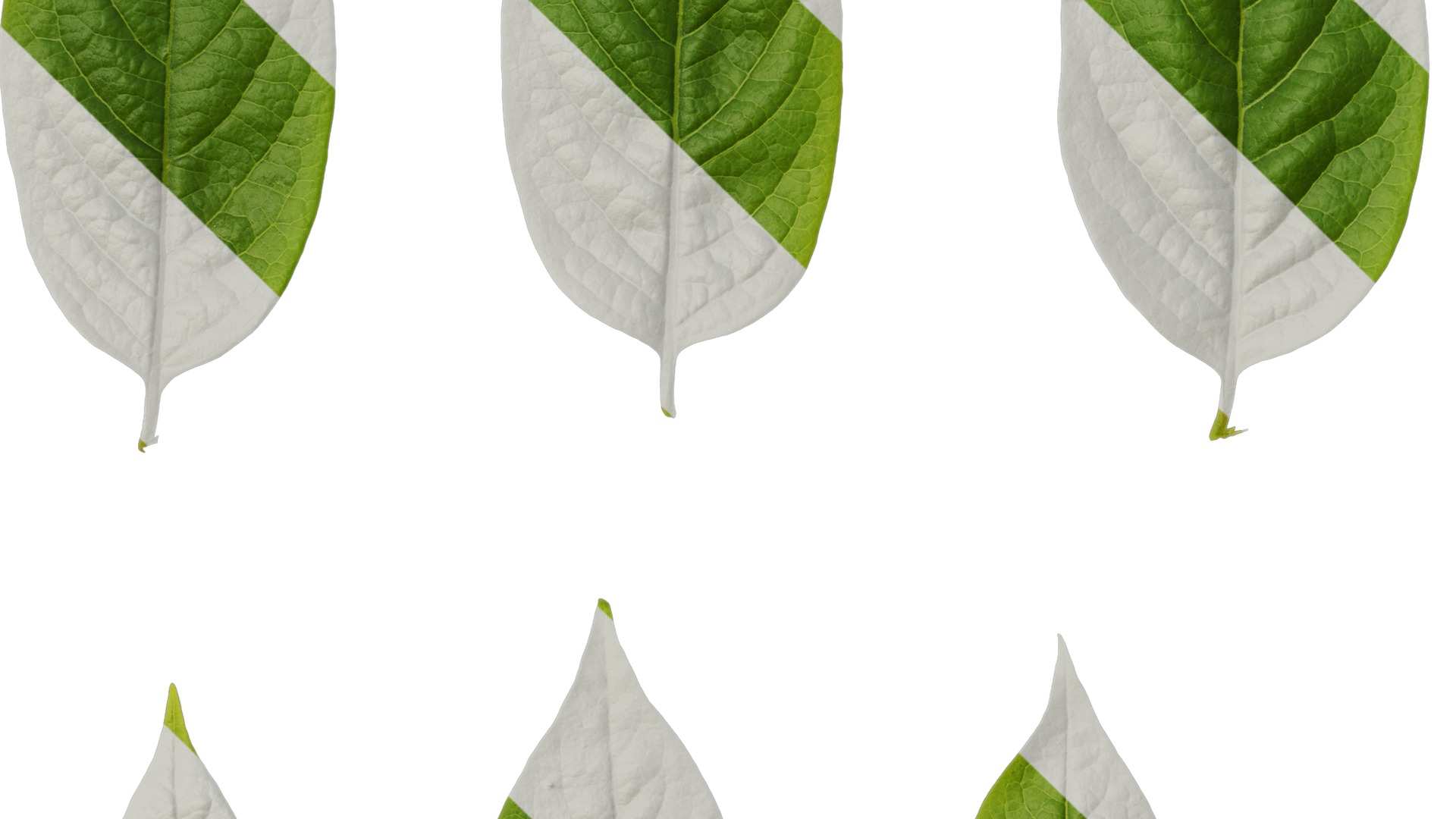 Anydrafts Syzygium samarangense Leaf 07 Texture_5