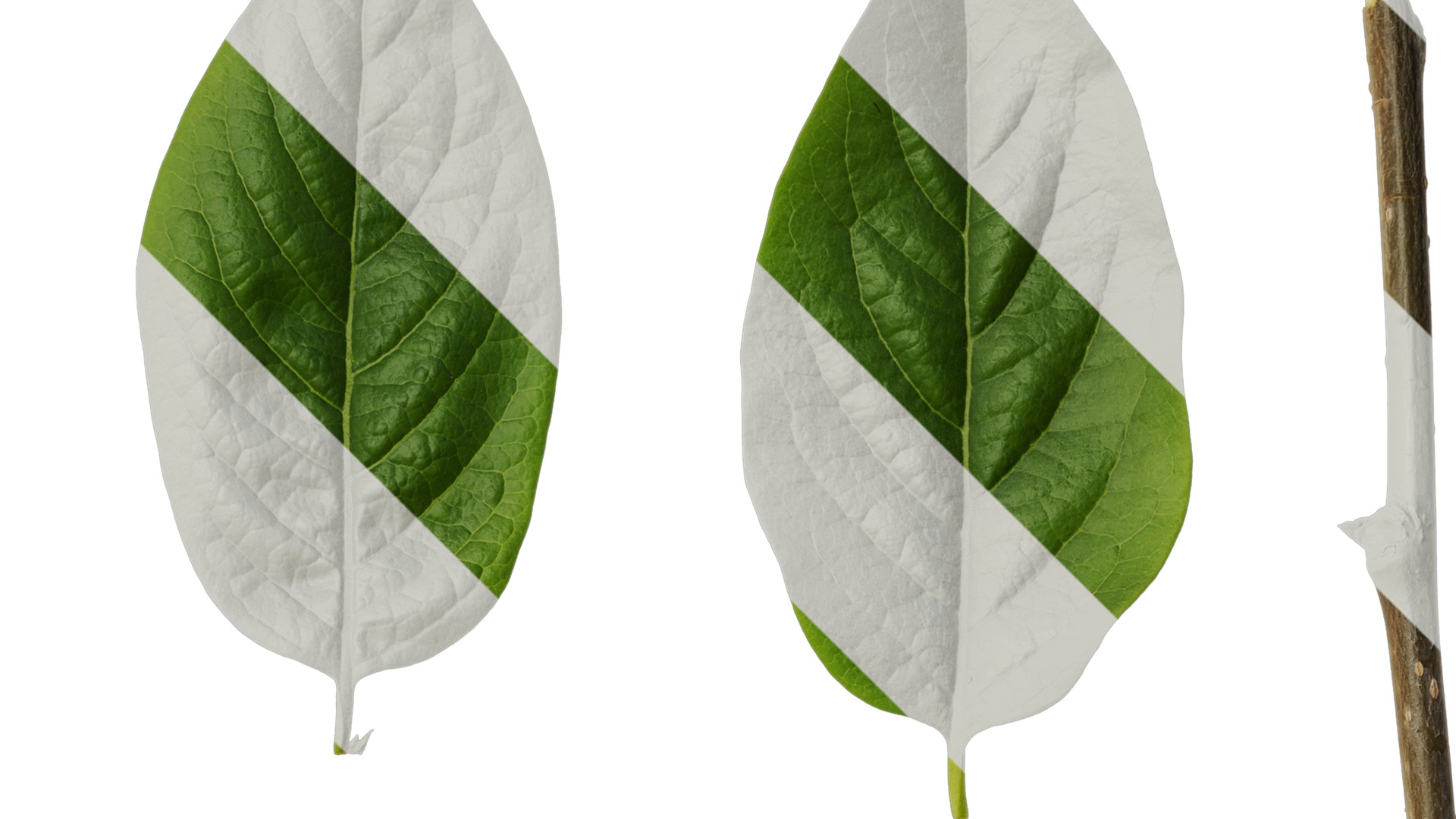 Anydrafts Syzygium samarangense Leaf 07 Texture_2