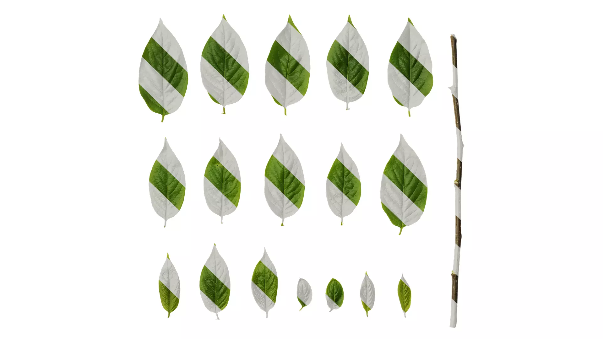 Anydrafts Syzygium samarangense Leaf 07 Texture_0