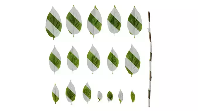 Anydrafts Syzygium samarangense Leaf 07