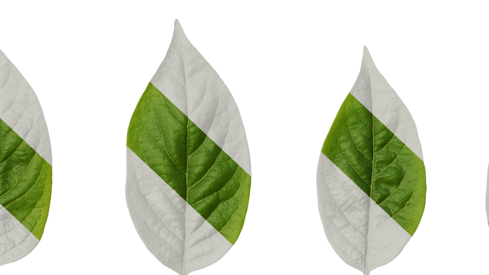 Anydrafts Syzygium samarangense Leaf 07 Texture_7