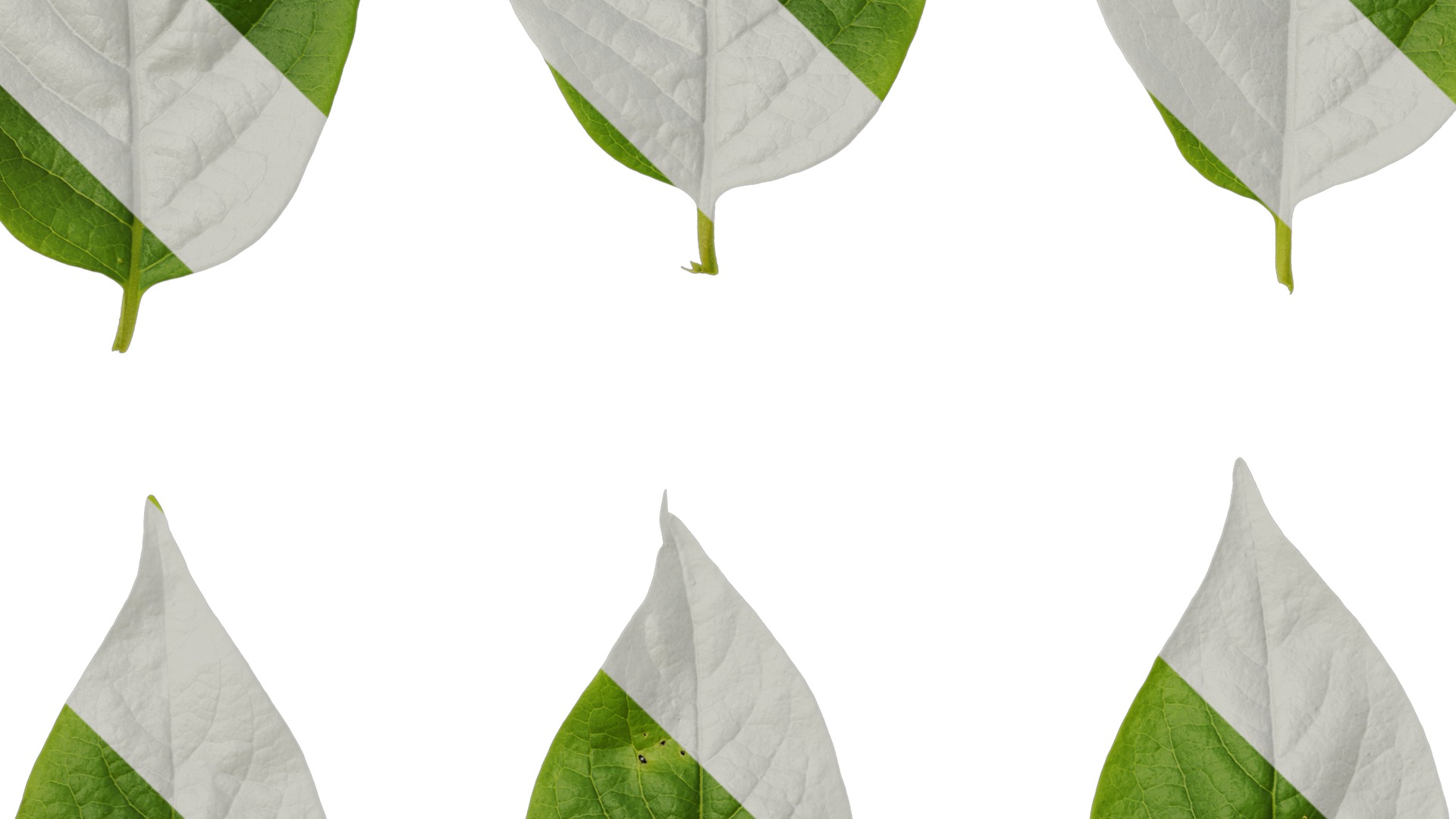 Anydrafts Syzygium samarangense Leaf 07 Texture_3