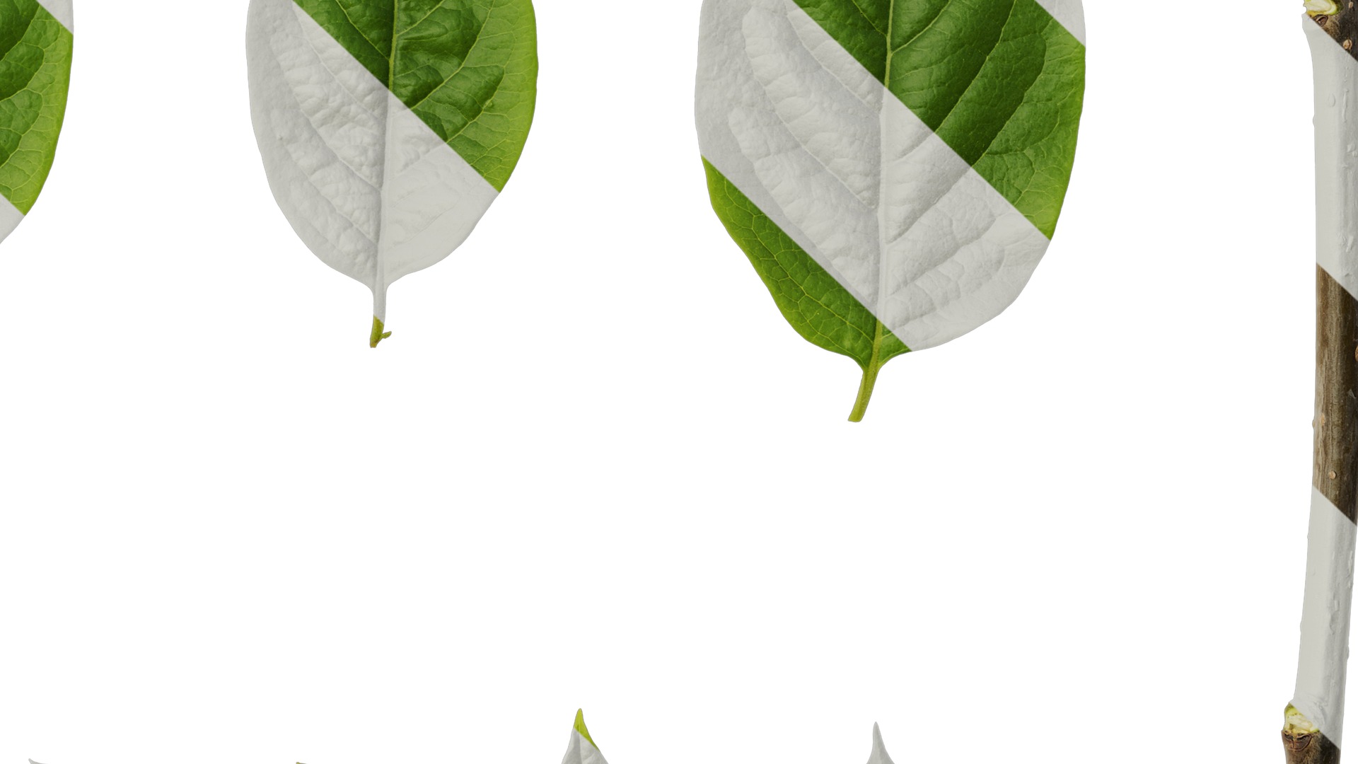 Anydrafts Syzygium samarangense Leaf 07 Texture_6