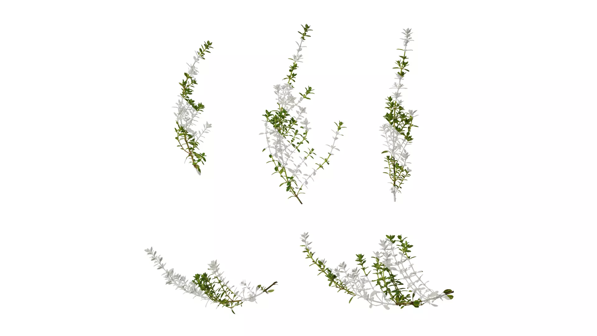 Anydrafts Thymus citriodorus Atlas 01 Texture_0