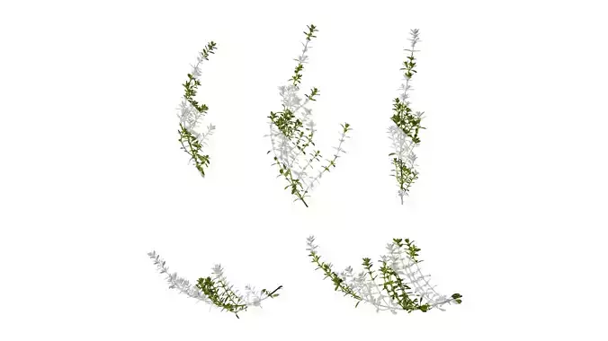 Anydrafts Thymus citriodorus Atlas 01