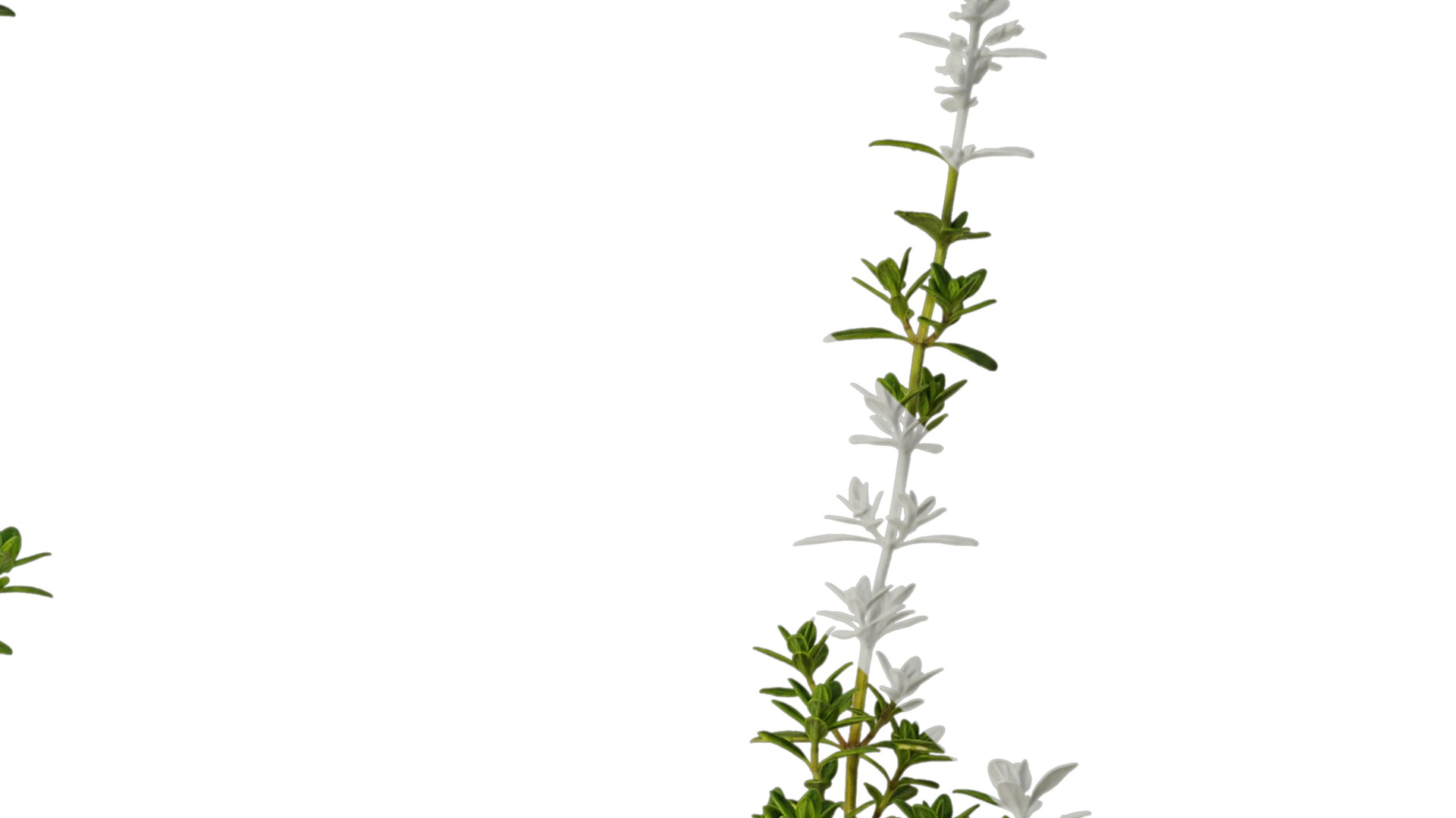 Anydrafts Thymus citriodorus Atlas 01 Texture_2