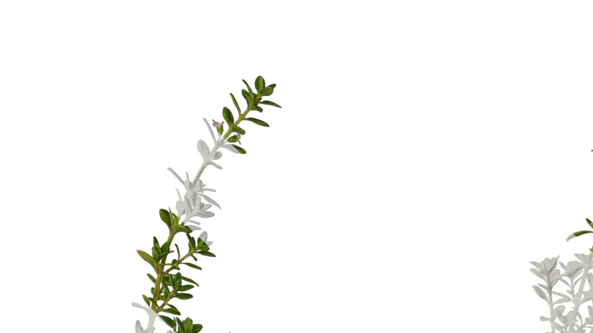 Anydrafts Thymus citriodorus Atlas 01 Texture_1