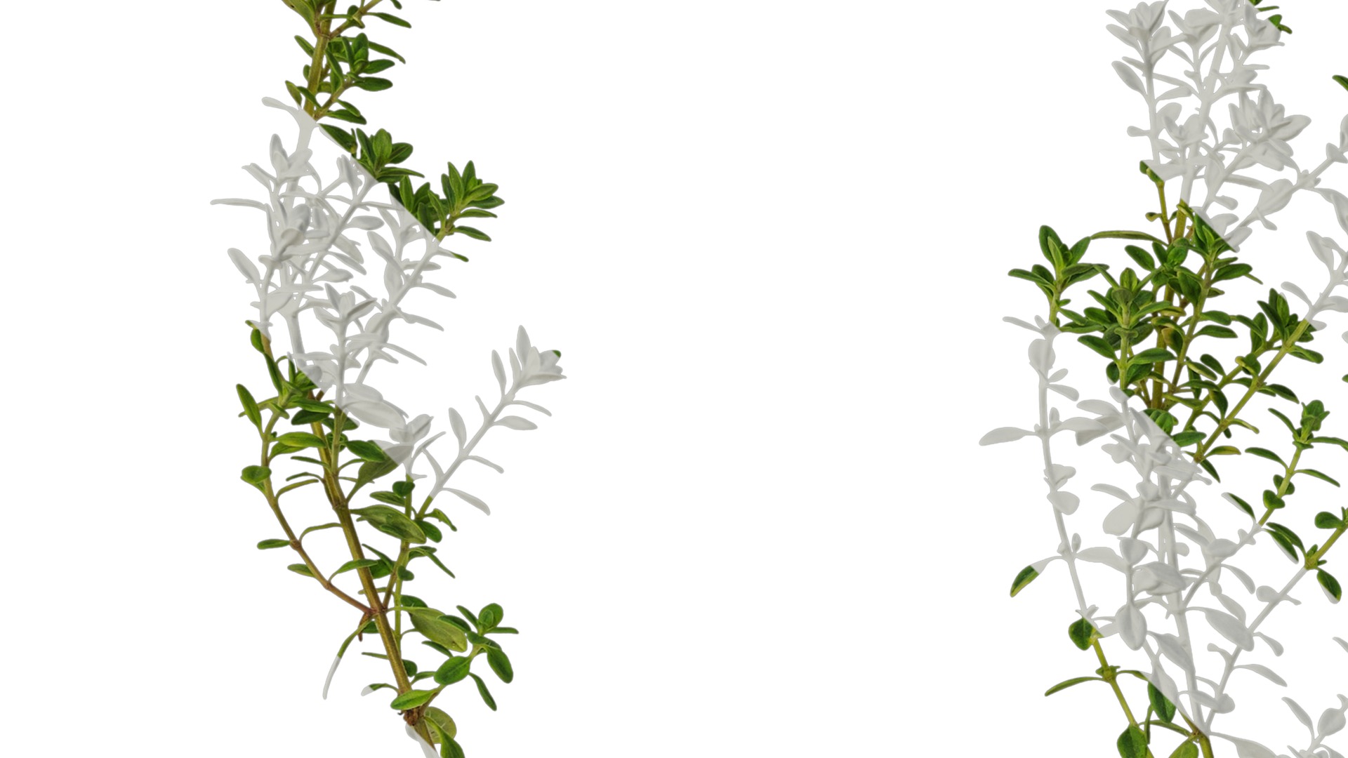 Anydrafts Thymus citriodorus Atlas 01 Texture_3