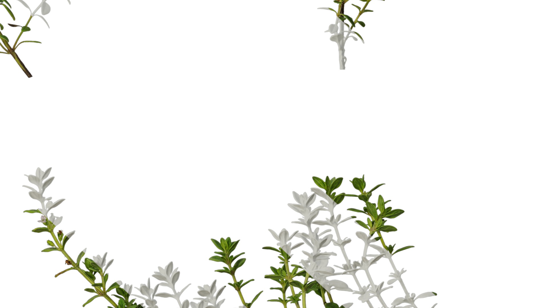 Anydrafts Thymus citriodorus Atlas 01 Texture_6