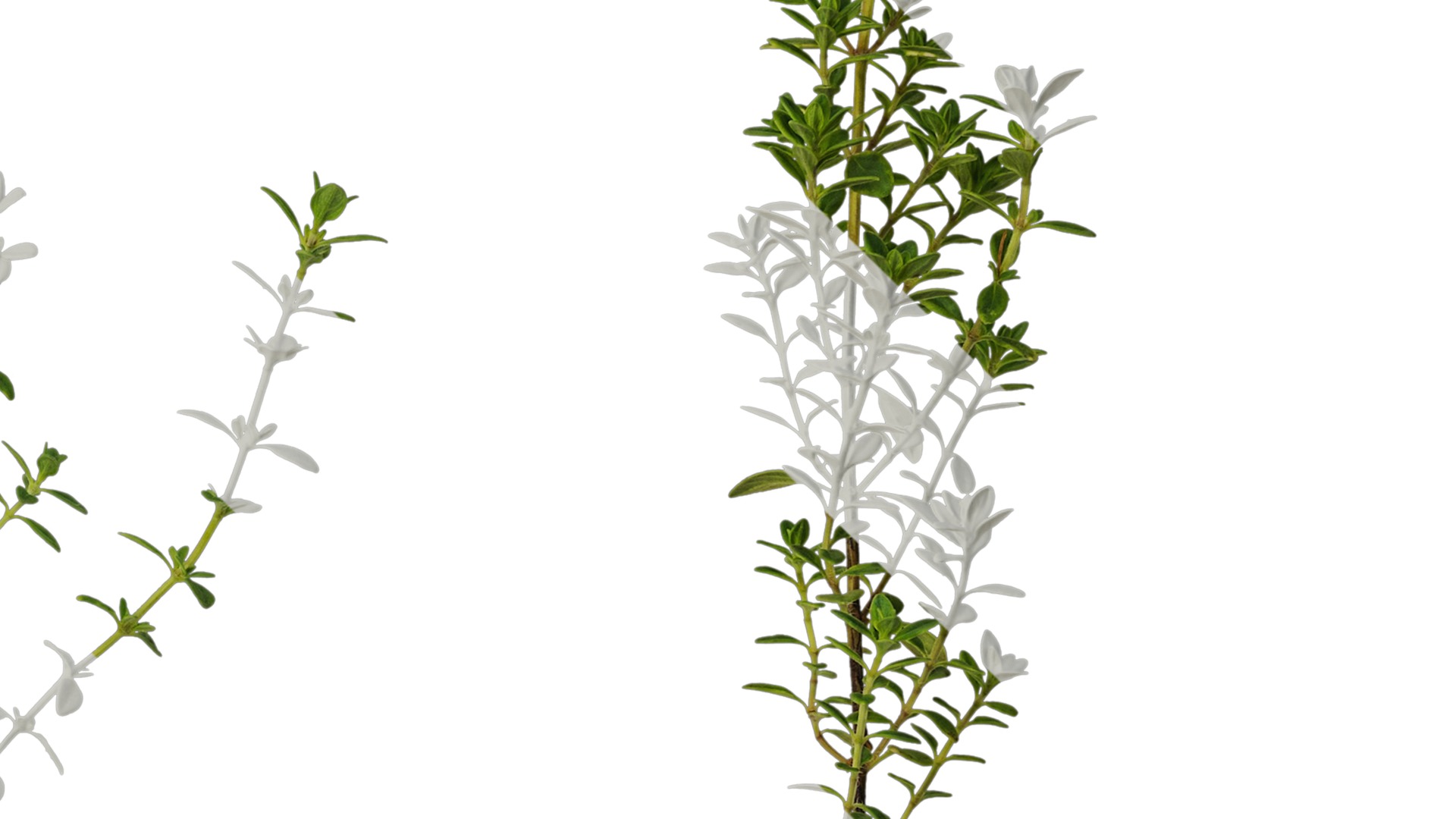 Anydrafts Thymus citriodorus Atlas 01 Texture_4