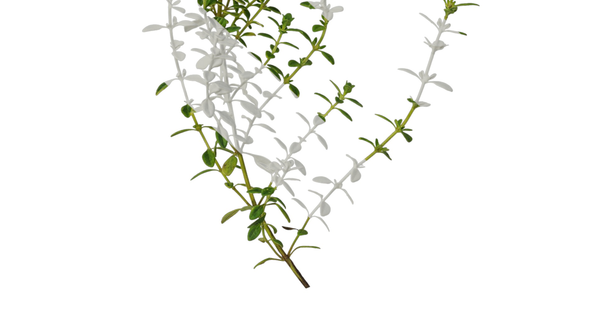 Anydrafts Thymus citriodorus Atlas 01 Texture_7