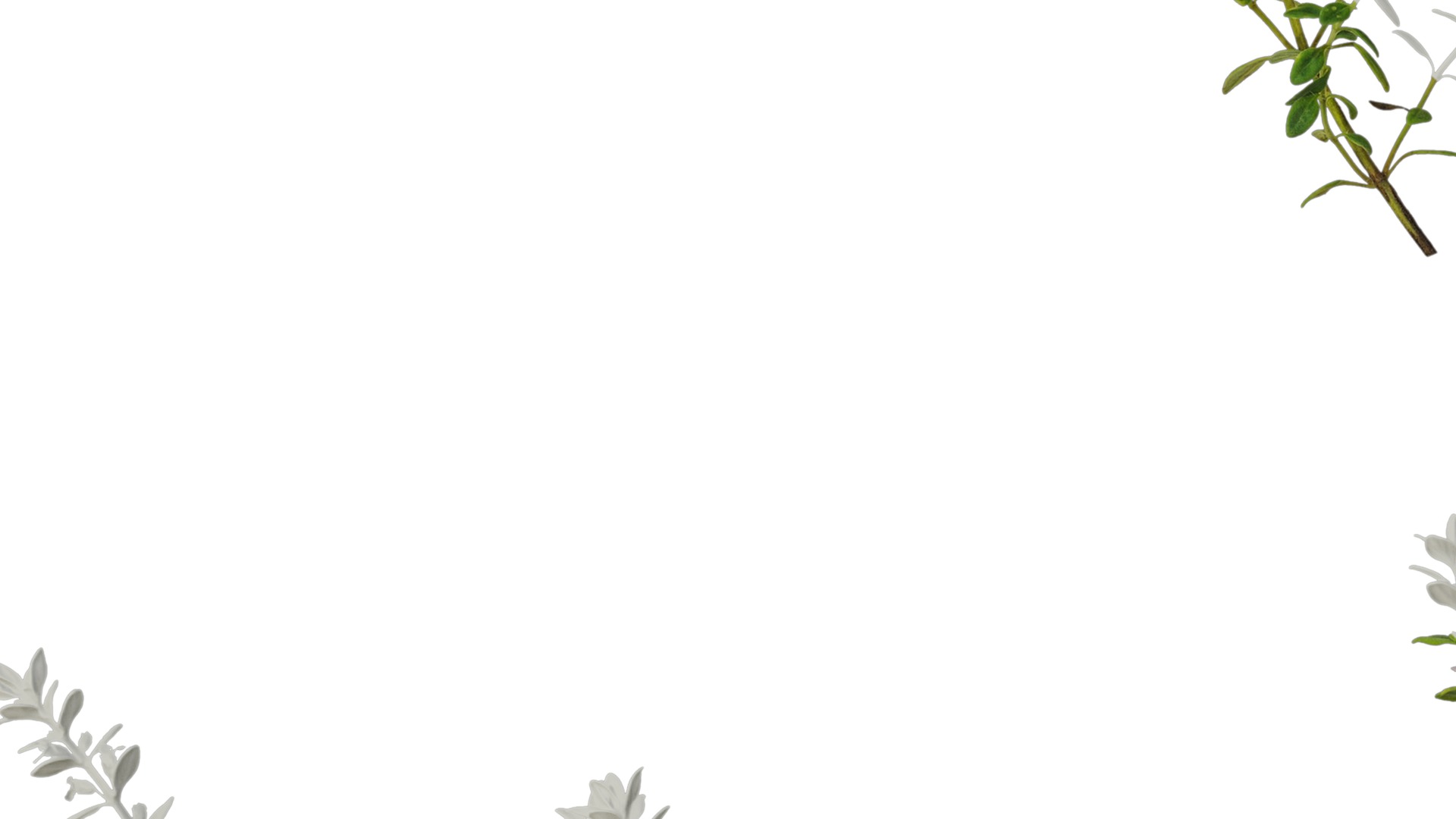 Anydrafts Thymus citriodorus Atlas 01 Texture_5