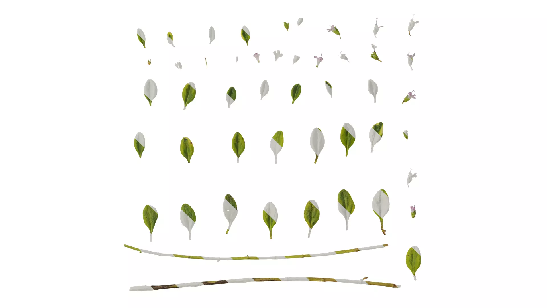Anydrafts Thymus citriodorus Atlas 02 Texture