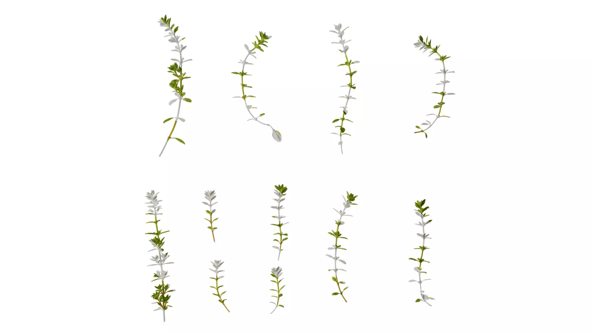 Anydrafts Thymus citriodorus Atlas 03 Texture