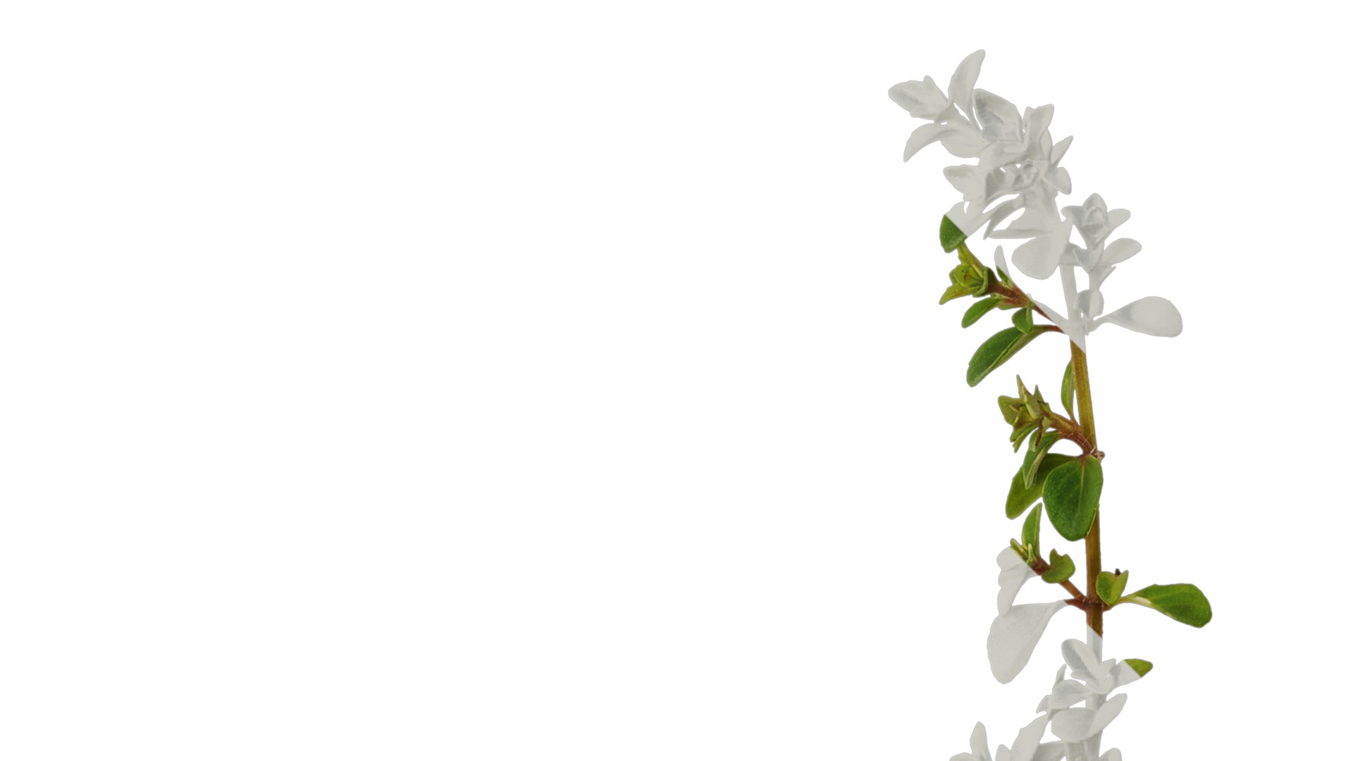 Anydrafts Thymus highland cream Atlas 01 Texture_2