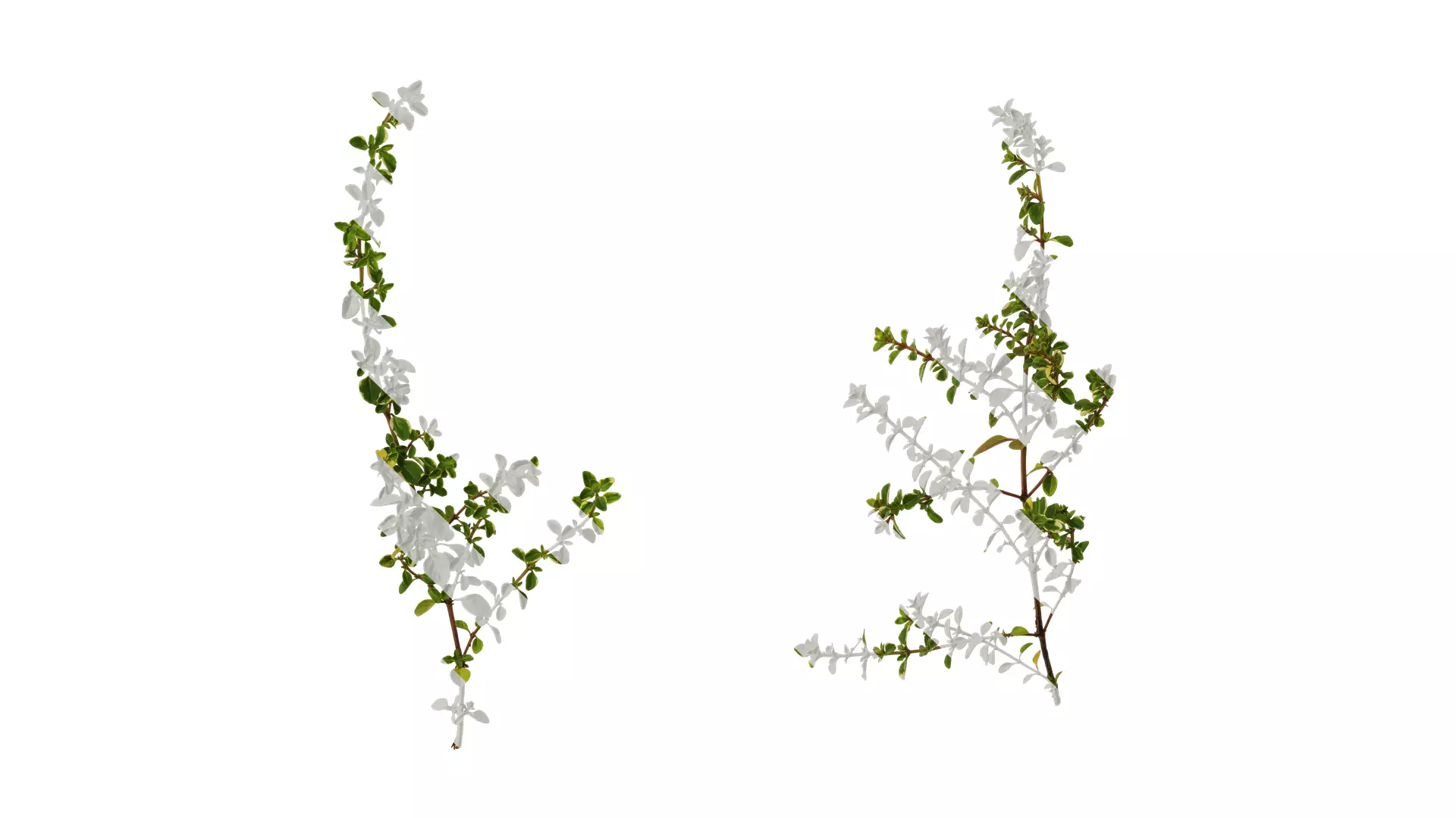 Anydrafts Thymus highland cream Atlas 01 Texture_0