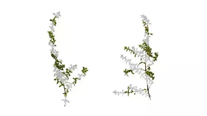 Anydrafts Thymus highland cream Atlas 01 Texture