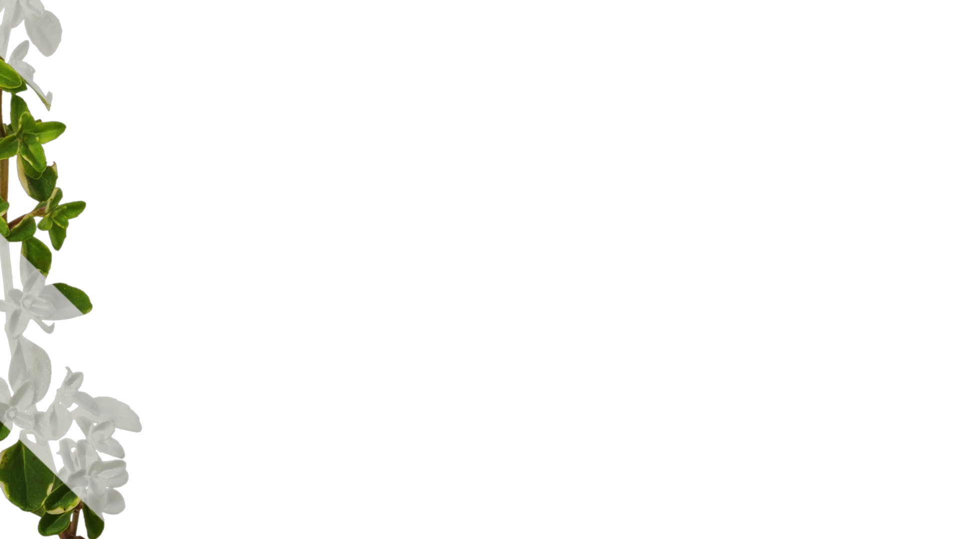 Anydrafts Thymus highland cream Atlas 01 Texture_3