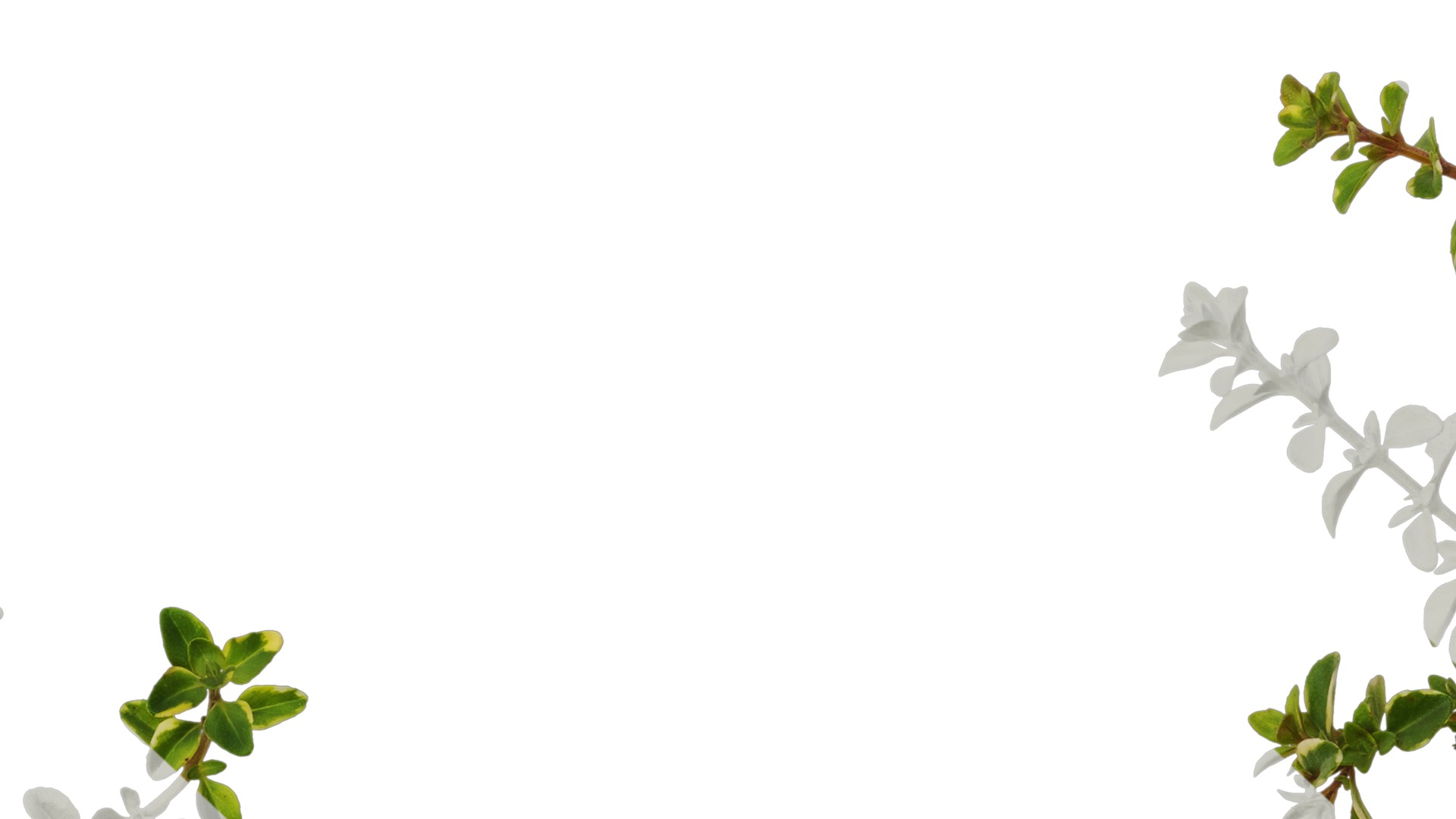 Anydrafts Thymus highland cream Atlas 01 Texture_7