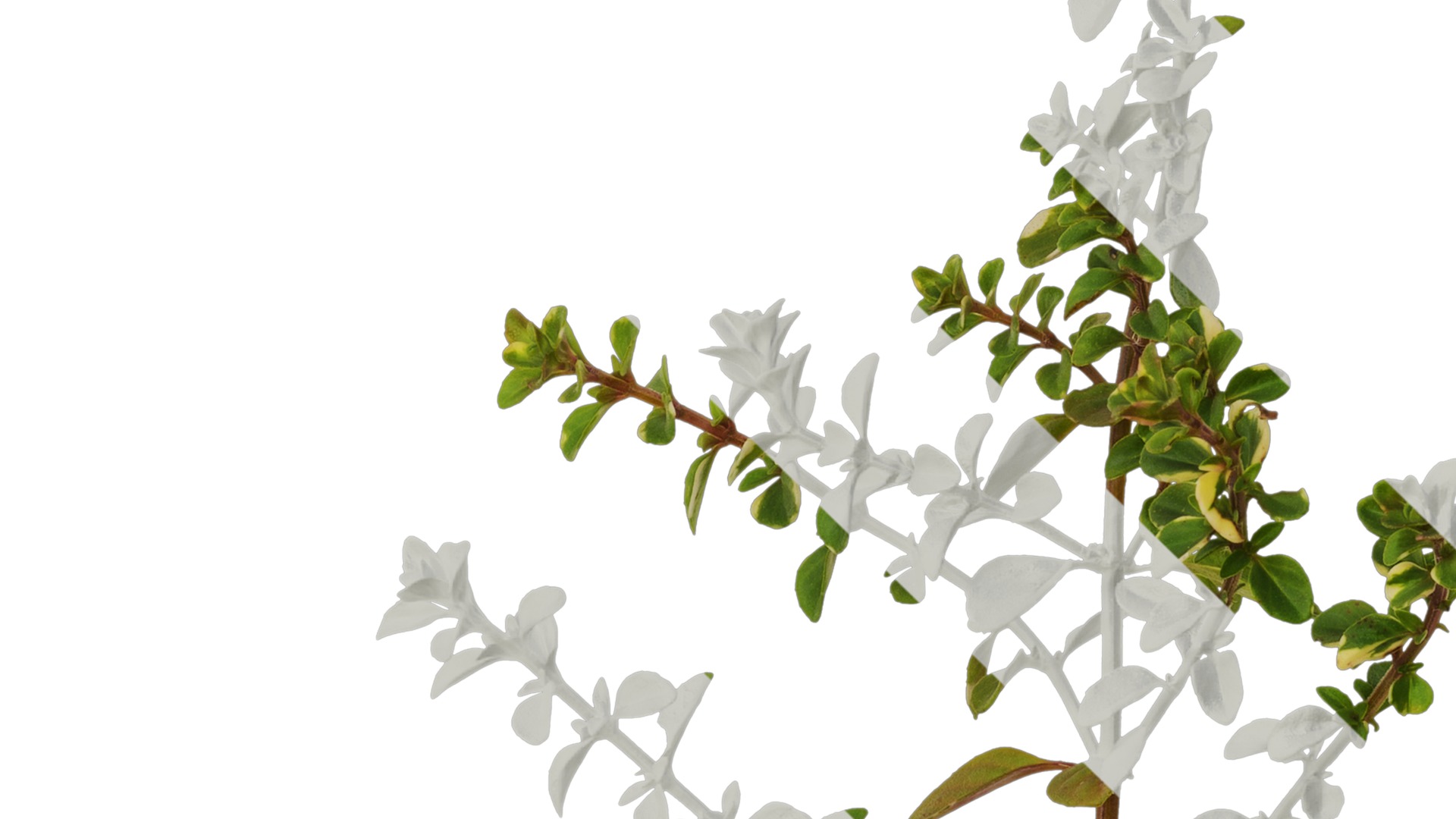 Anydrafts Thymus highland cream Atlas 01 Texture_4