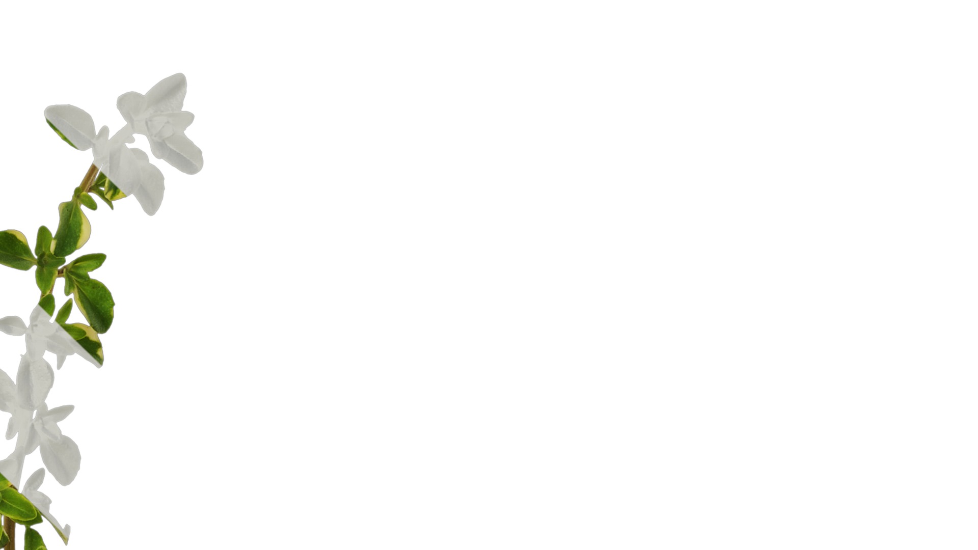 Anydrafts Thymus highland cream Atlas 01 Texture_1