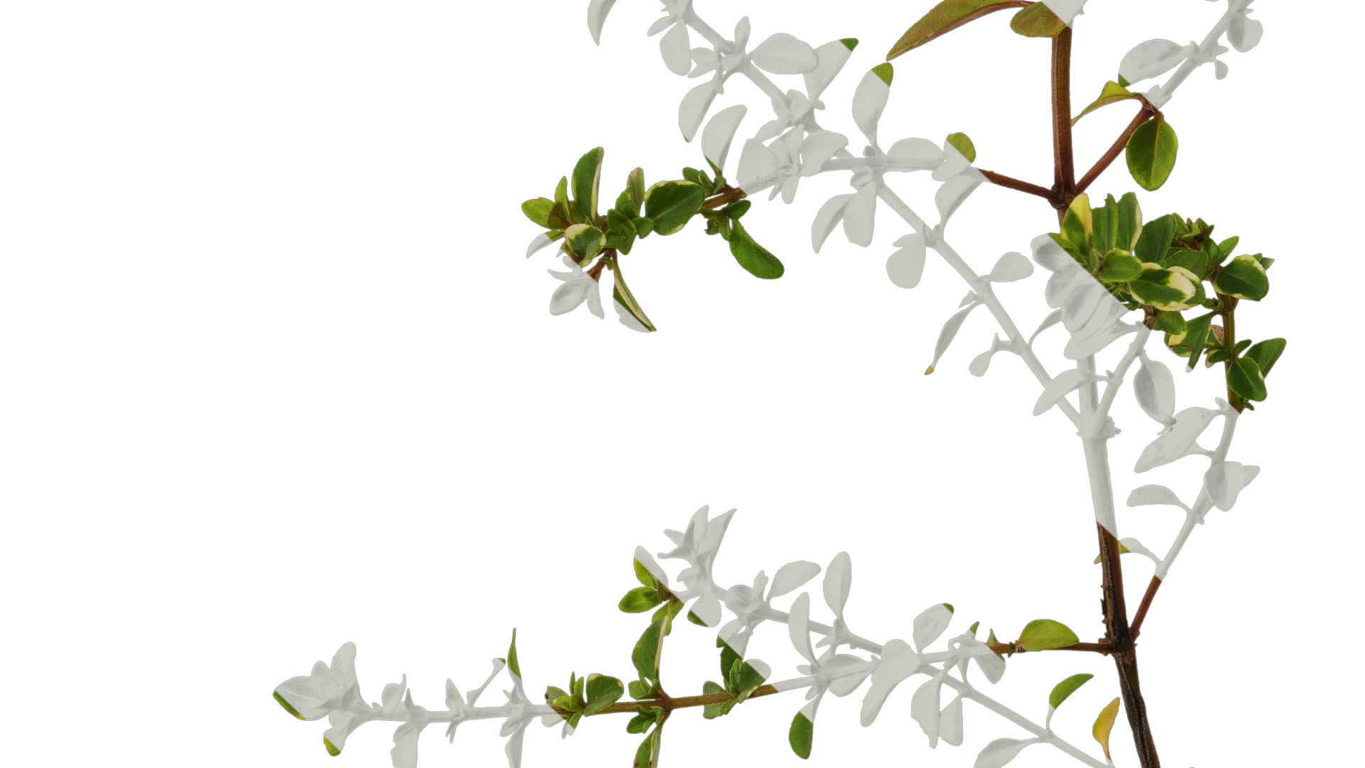 Anydrafts Thymus highland cream Atlas 01 Texture_6