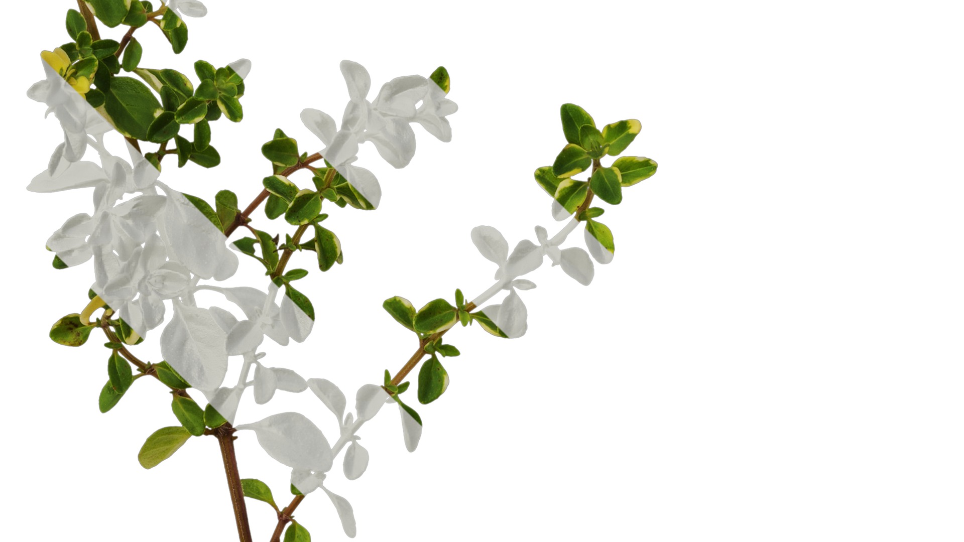 Anydrafts Thymus highland cream Atlas 01 Texture_5