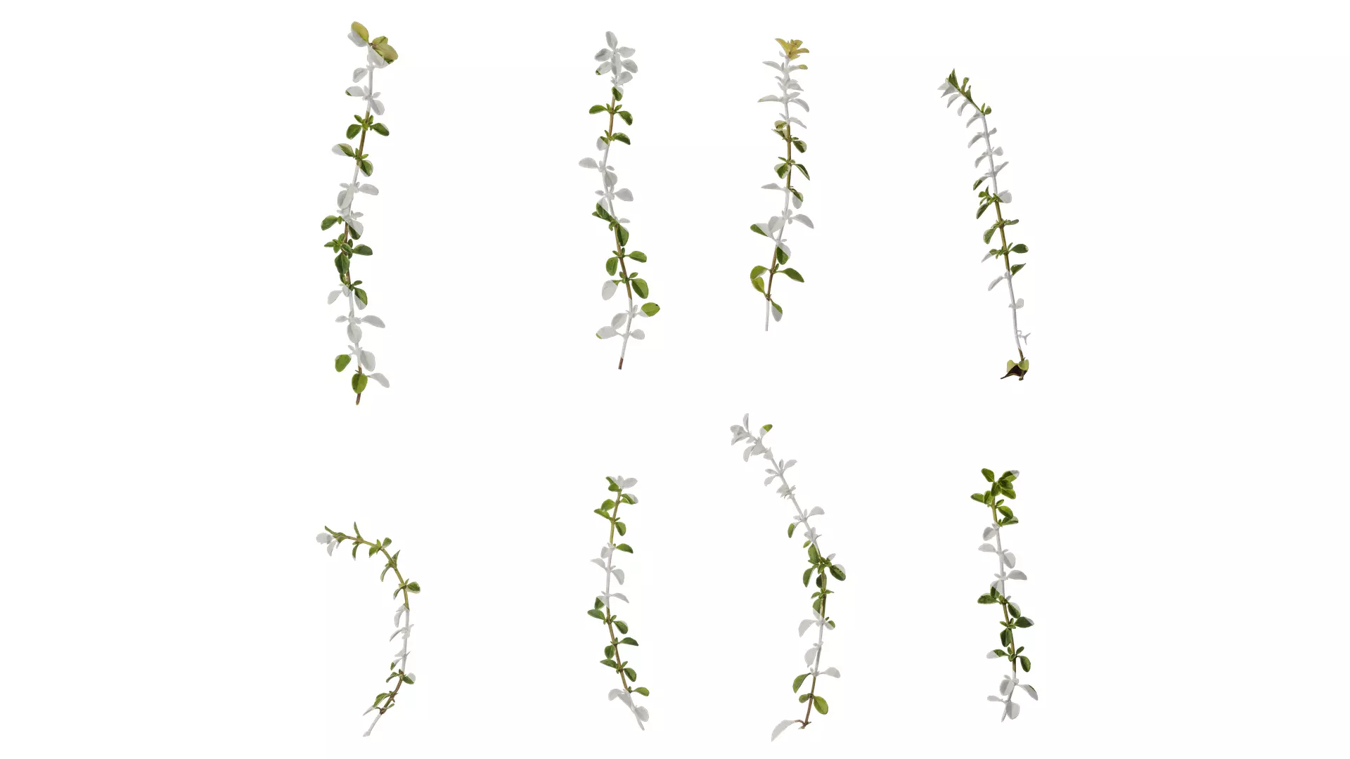 Anydrafts Thymus highland cream Atlas 02 Texture