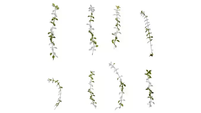 Anydrafts Thymus highland cream Atlas 02