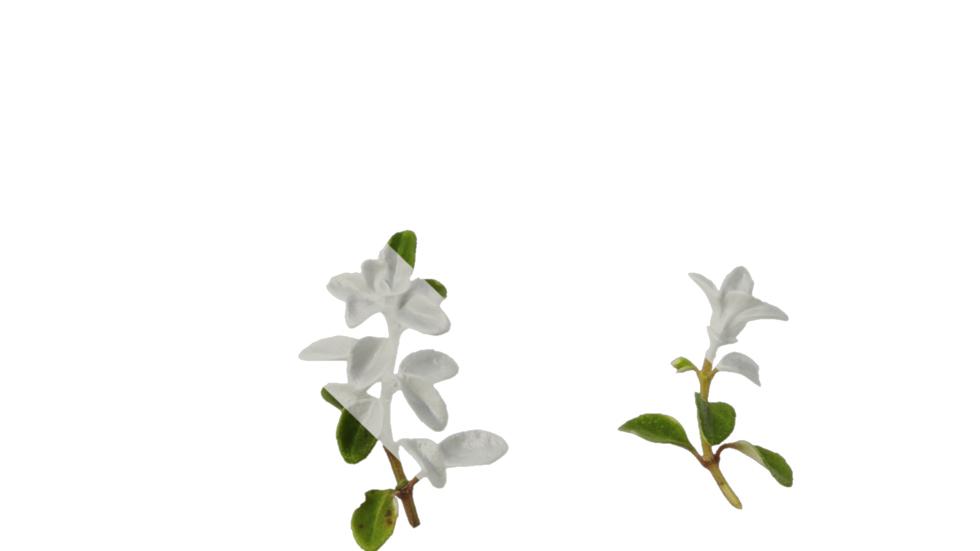 Anydrafts Thymus highland cream Leaf 01 Texture_1