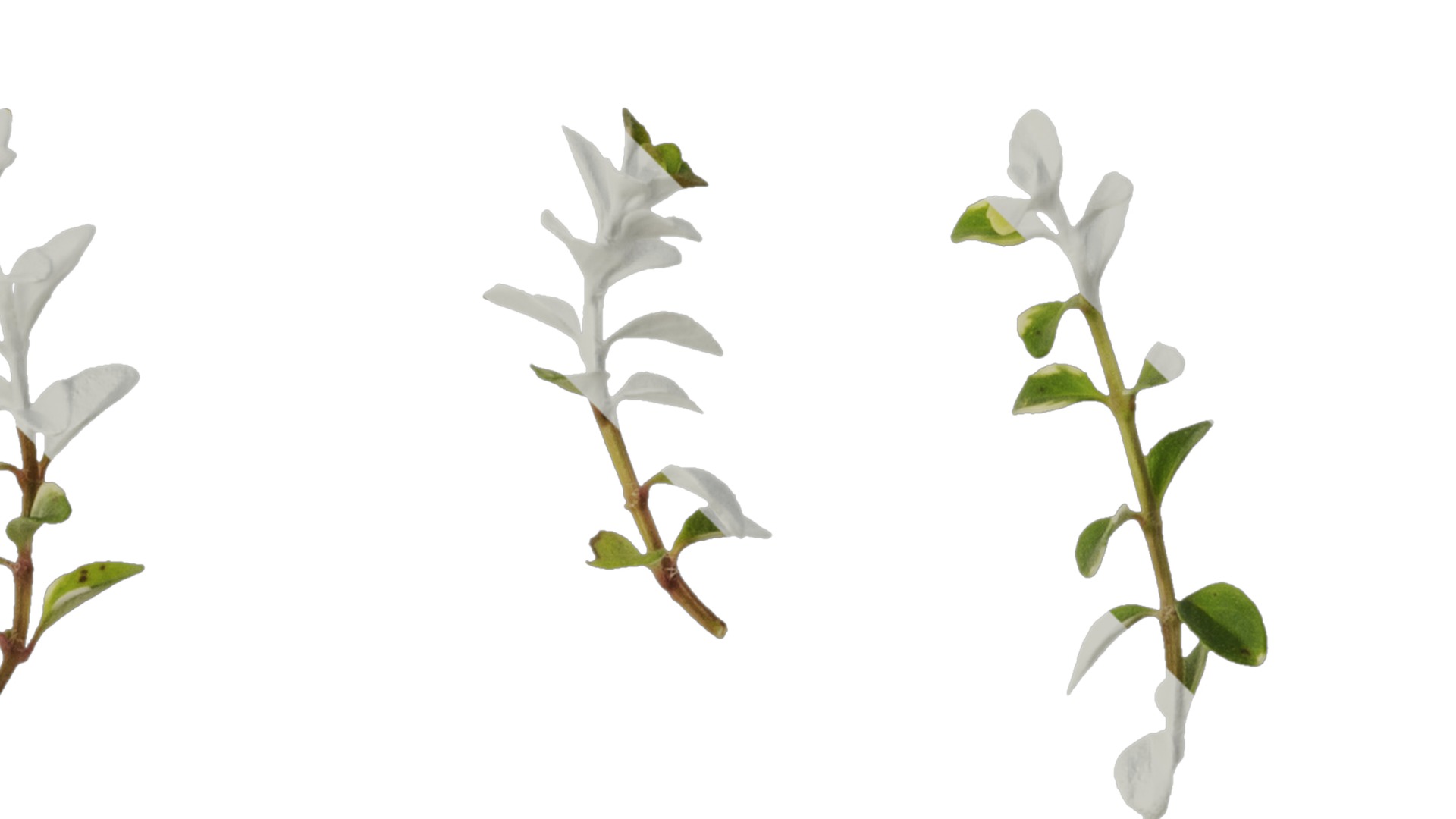 Anydrafts Thymus highland cream Leaf 01 Texture_2