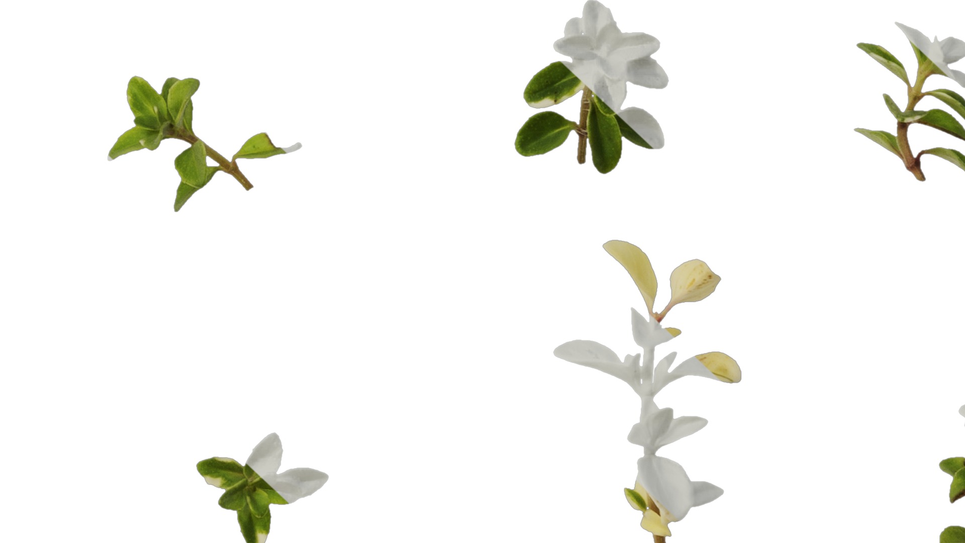 Anydrafts Thymus highland cream Leaf 01 Texture_7