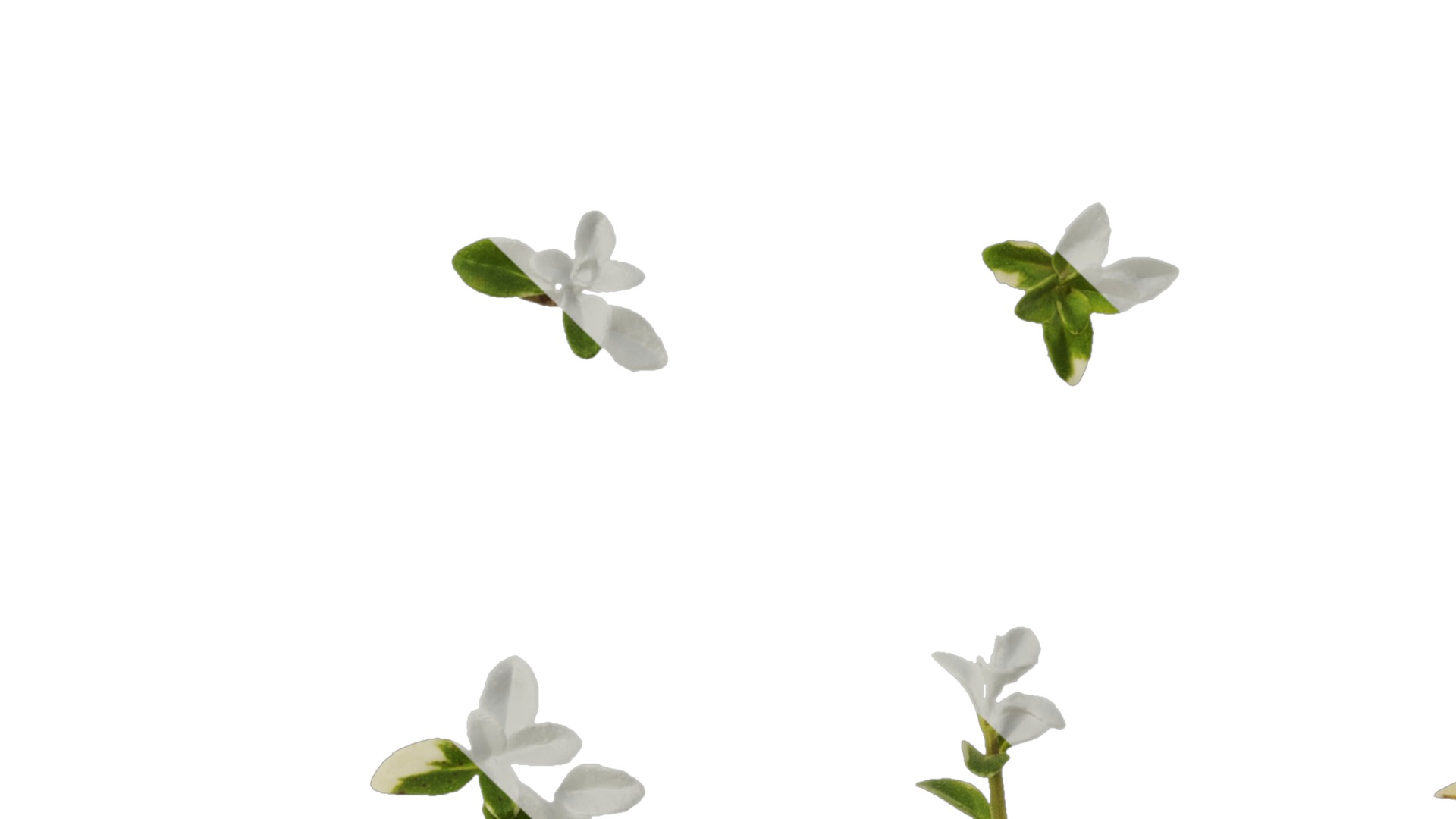 Anydrafts Thymus highland cream Leaf 01 Texture_5