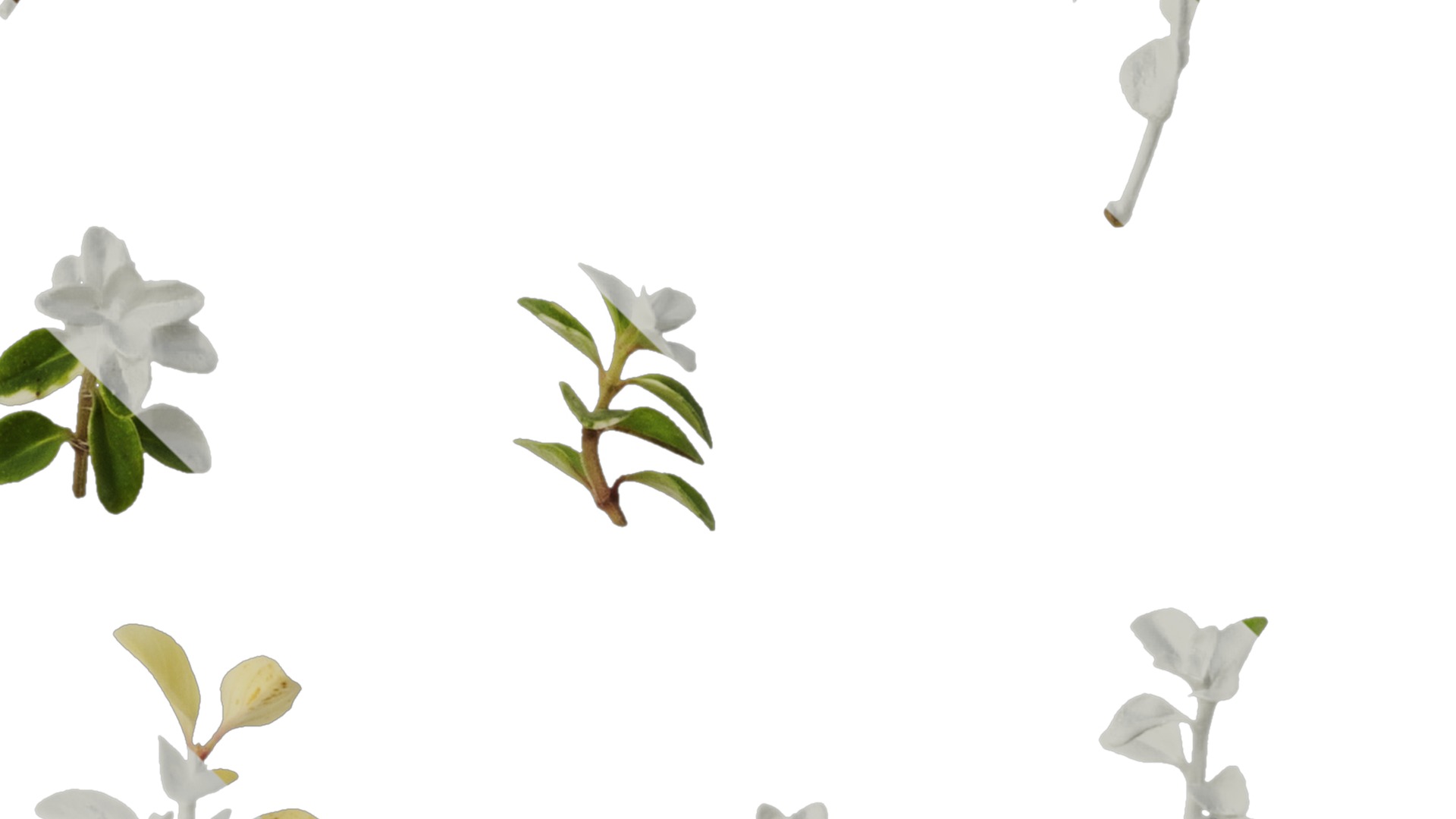 Anydrafts Thymus highland cream Leaf 01 Texture_4